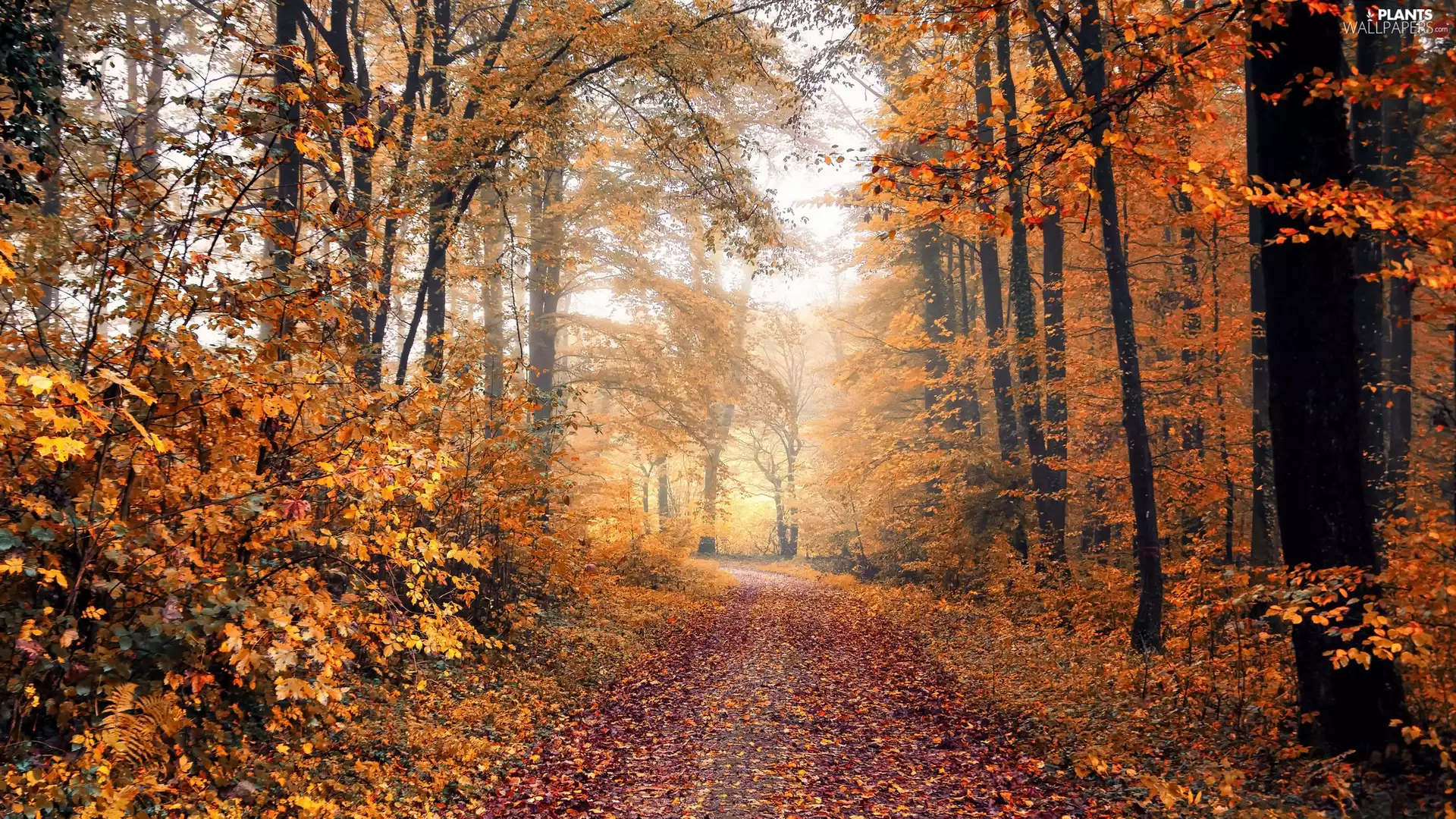 trees, viewes, Fog, Way, Leaf, forest, autumn, fallen