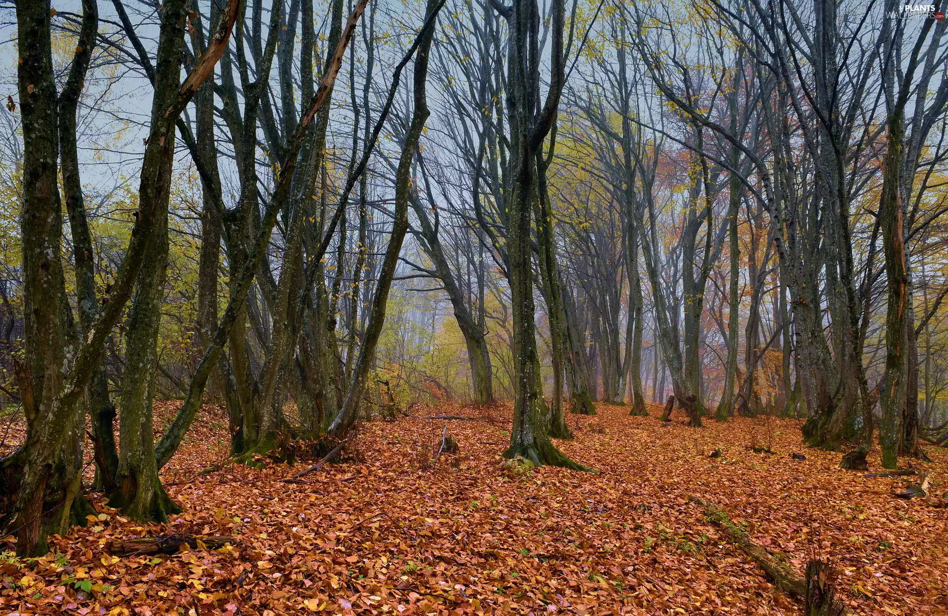 trees, autumn, Leaf, fallen, viewes, forest