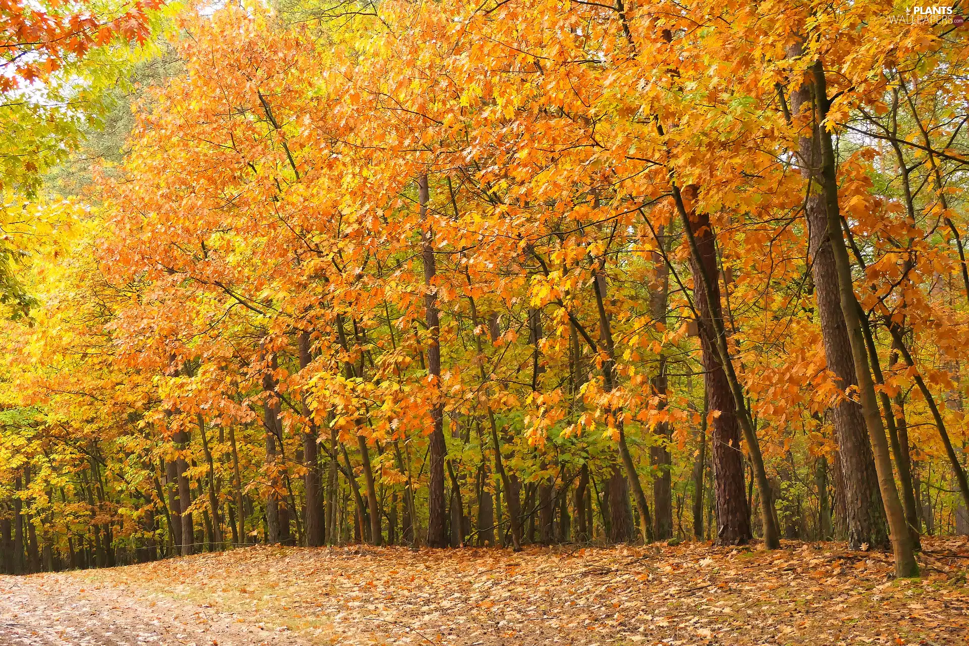 Leaf, viewes, forest, fallen, trees, Way, autumn