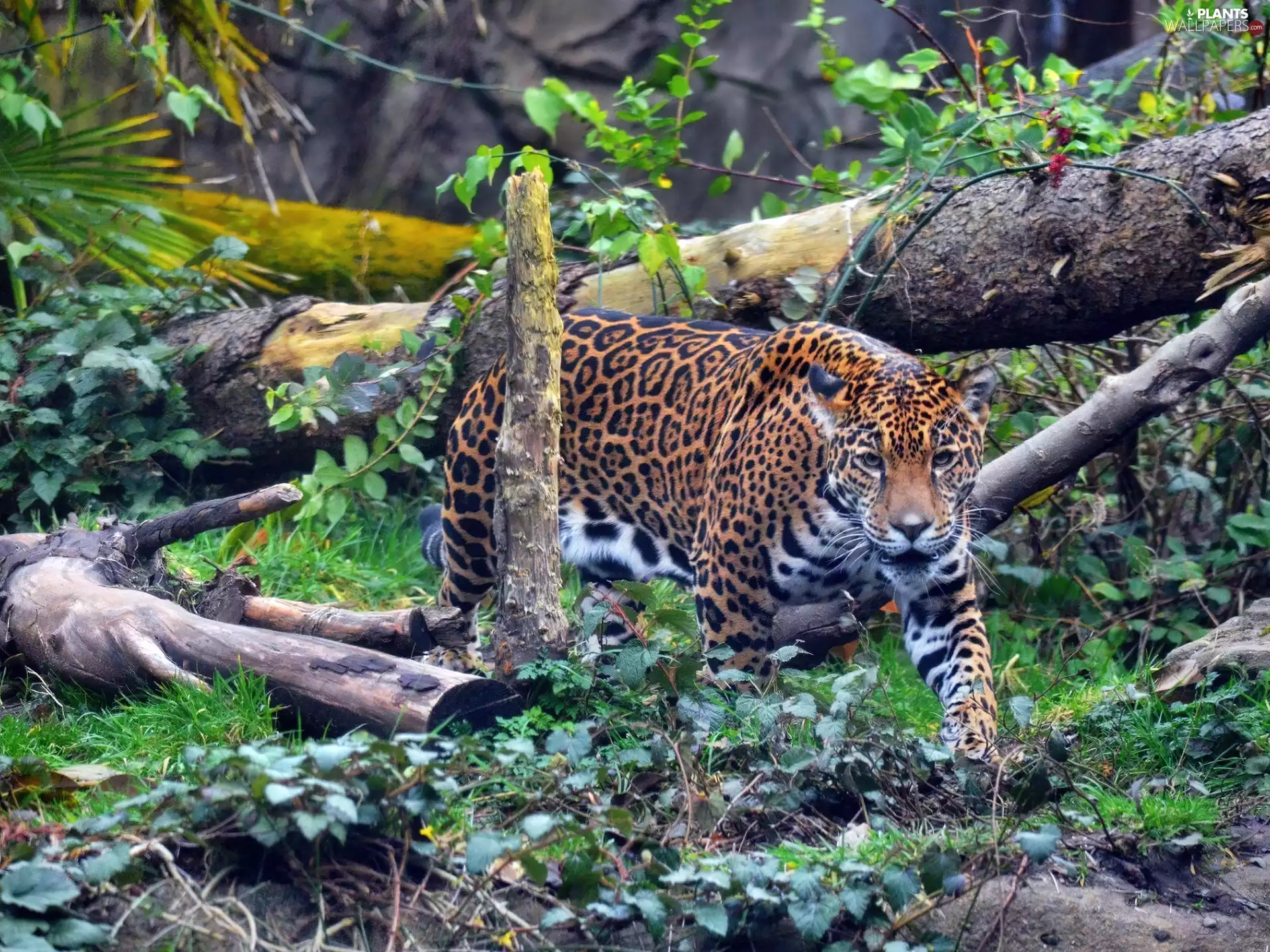 Jaguar, trees, viewes, fallen