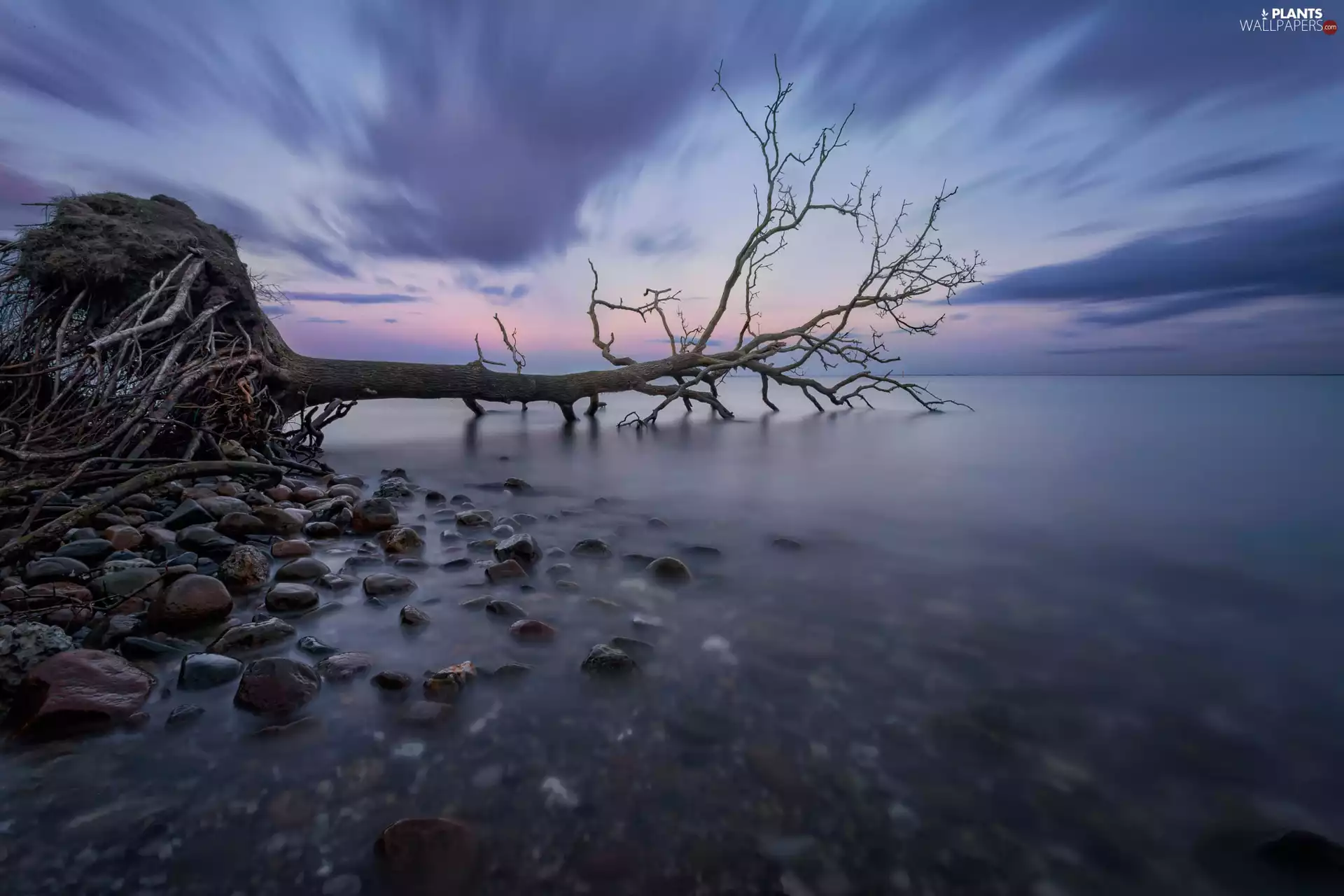 lake, trees, Stones, fallen