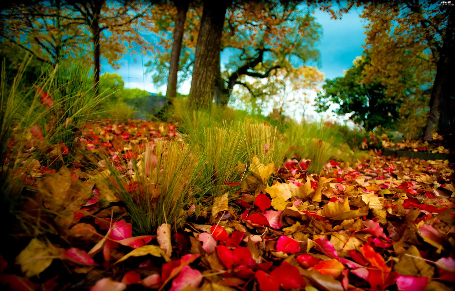 fallen, Leaf, trees, viewes, autumn