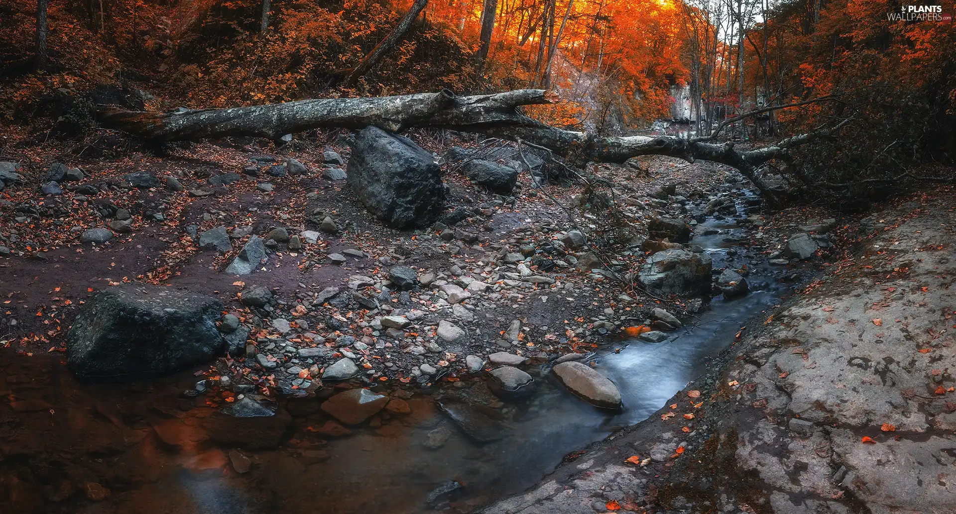 stream, brook, Leaf, Stones, trees, autumn, forest, fallen