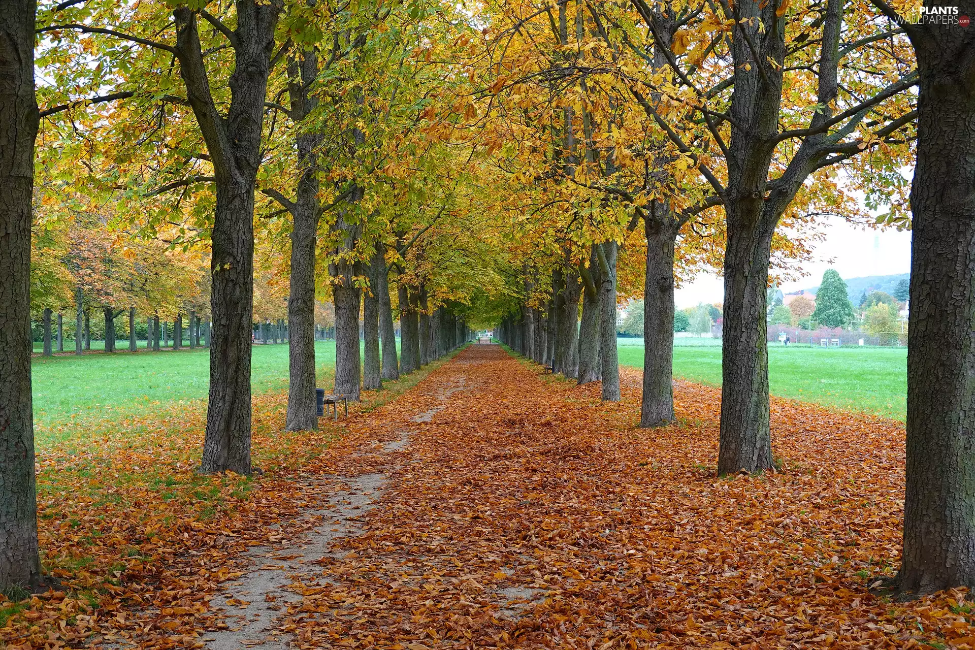 viewes, chestnut, Park, alley, Leaf, trees, autumn, fallen