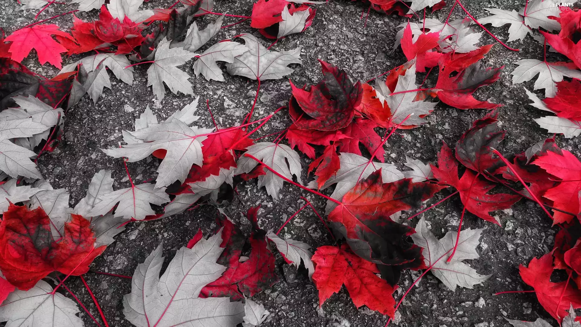 Red, Leaf, maple, fallen