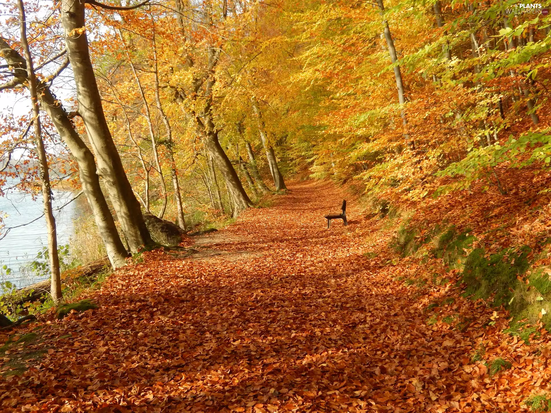 Bench, trees, River, viewes, Leaf, Way, autumn, fallen