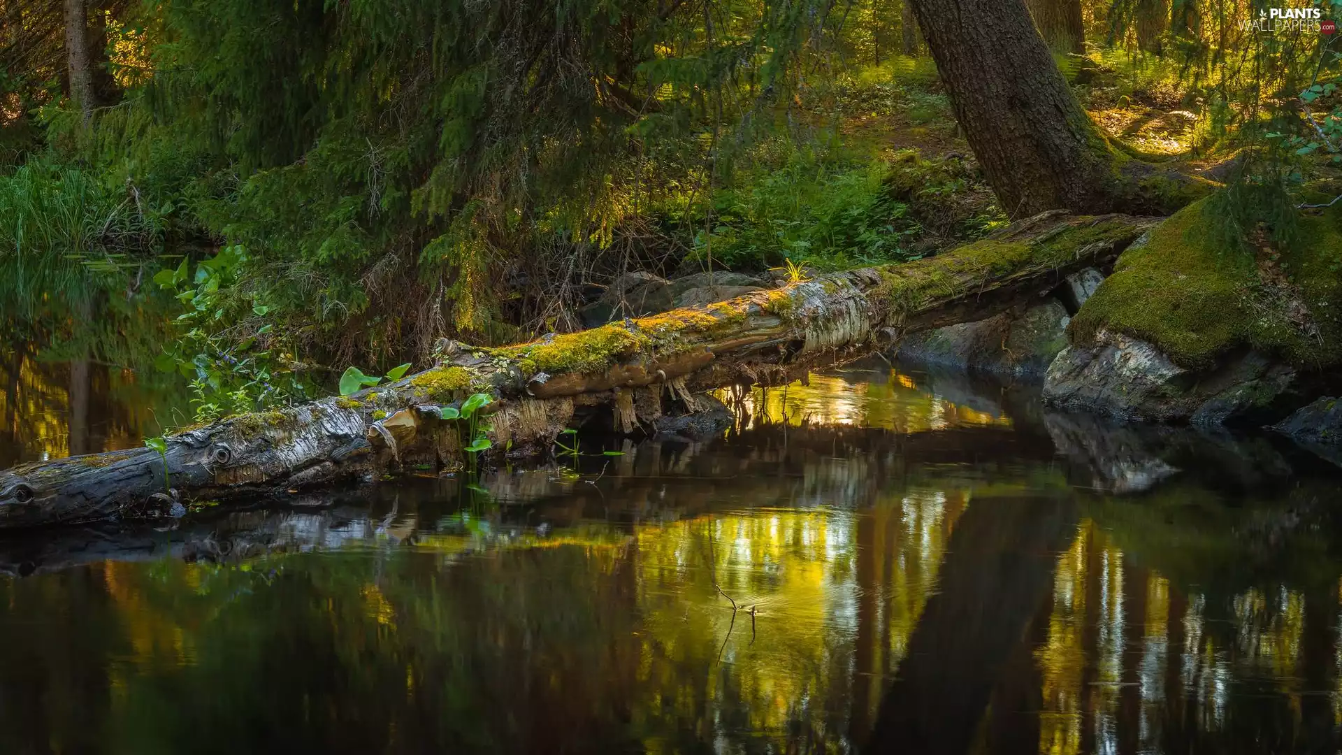 trees, River, Stone, fallen, forest, mossy, Plants
