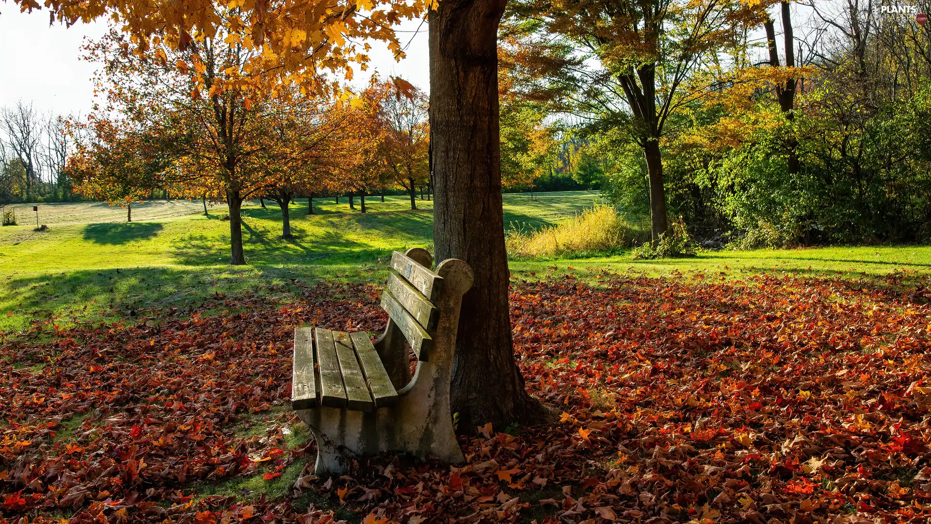 Leaf, autumn, trees, fallen, Park, Bench, viewes