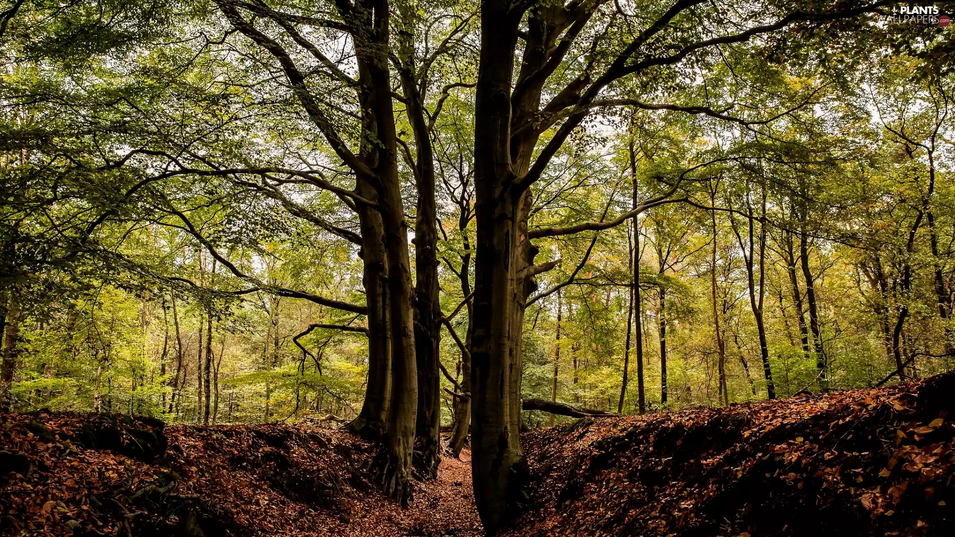 Leaf, fallen, trees, viewes, forest
