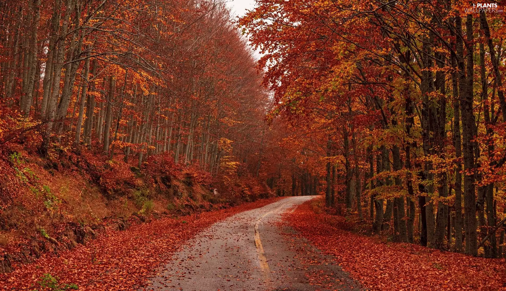 forest, autumn, viewes, Fallen Leaves, trees, Way