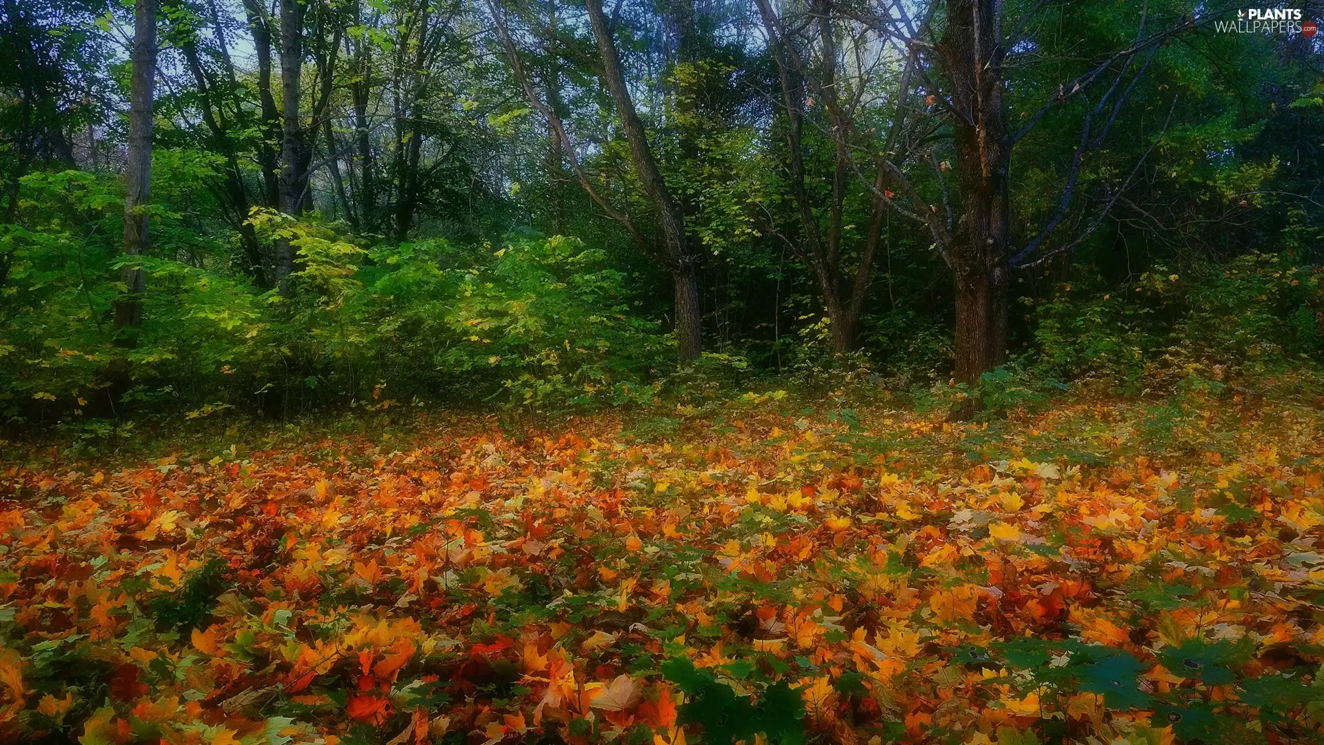 Leaf, color, viewes, fallen, forest, trees, Bush