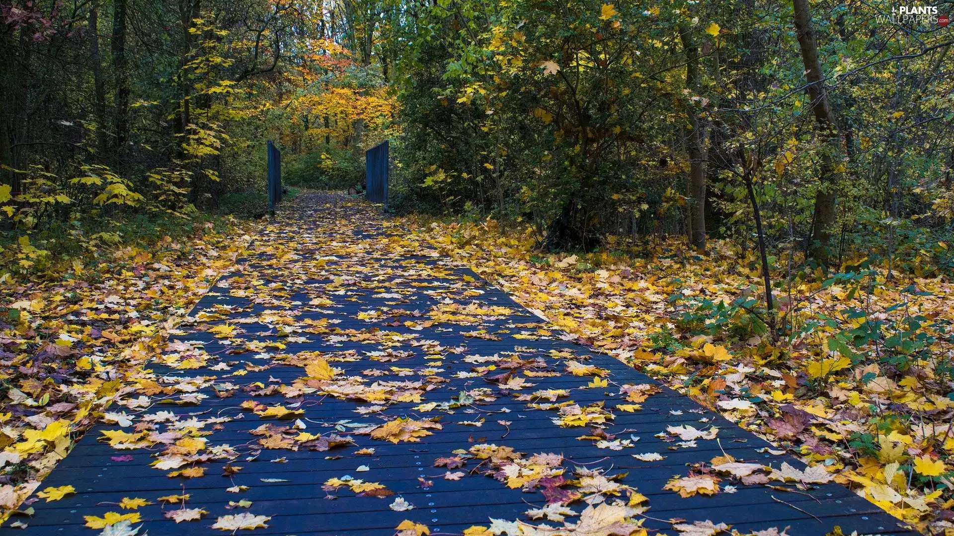 Leaf, Platform, viewes, fallen, autumn, trees, Park