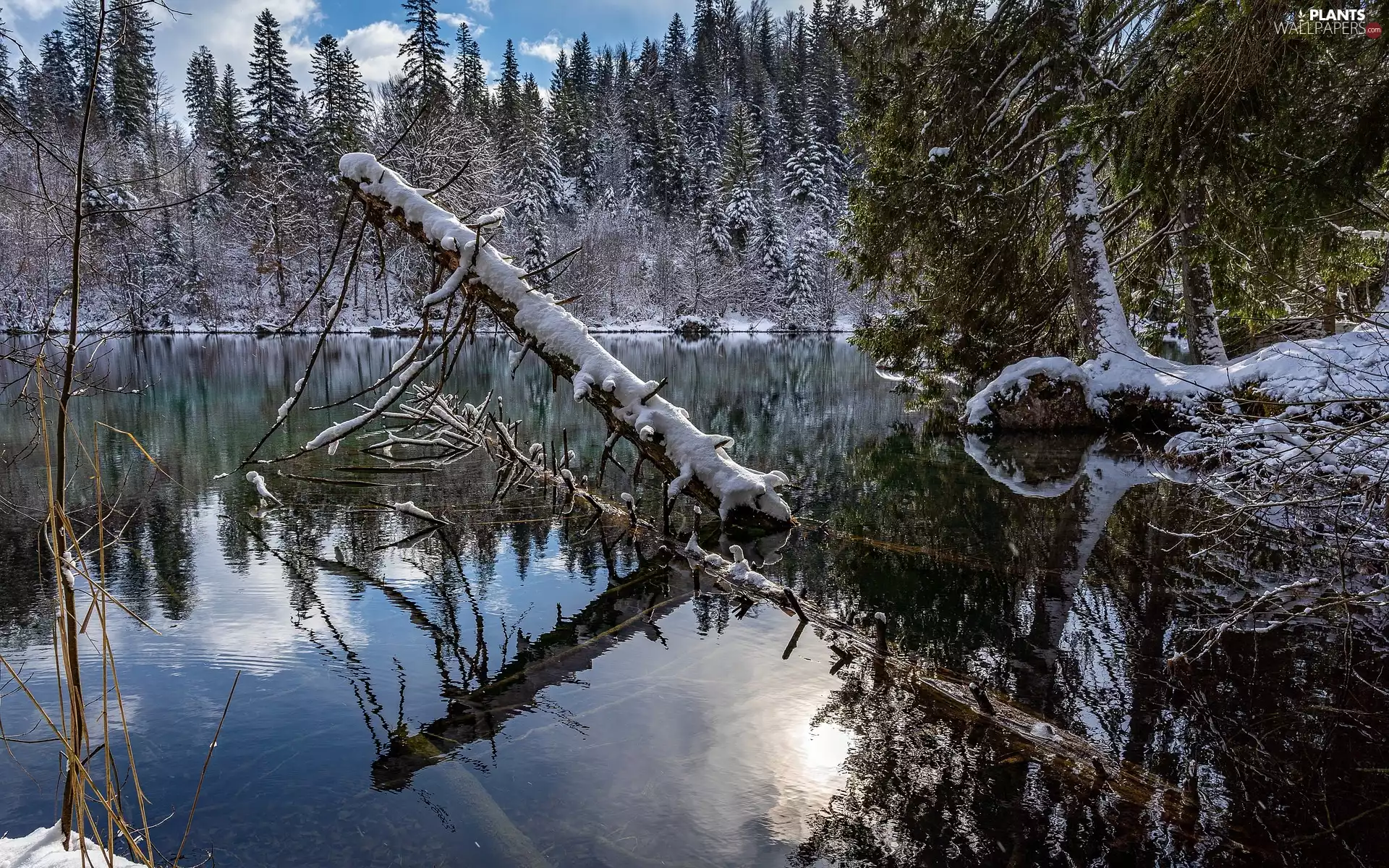 trees, viewes, viewes, reflection, trees, lake, winter, fallen