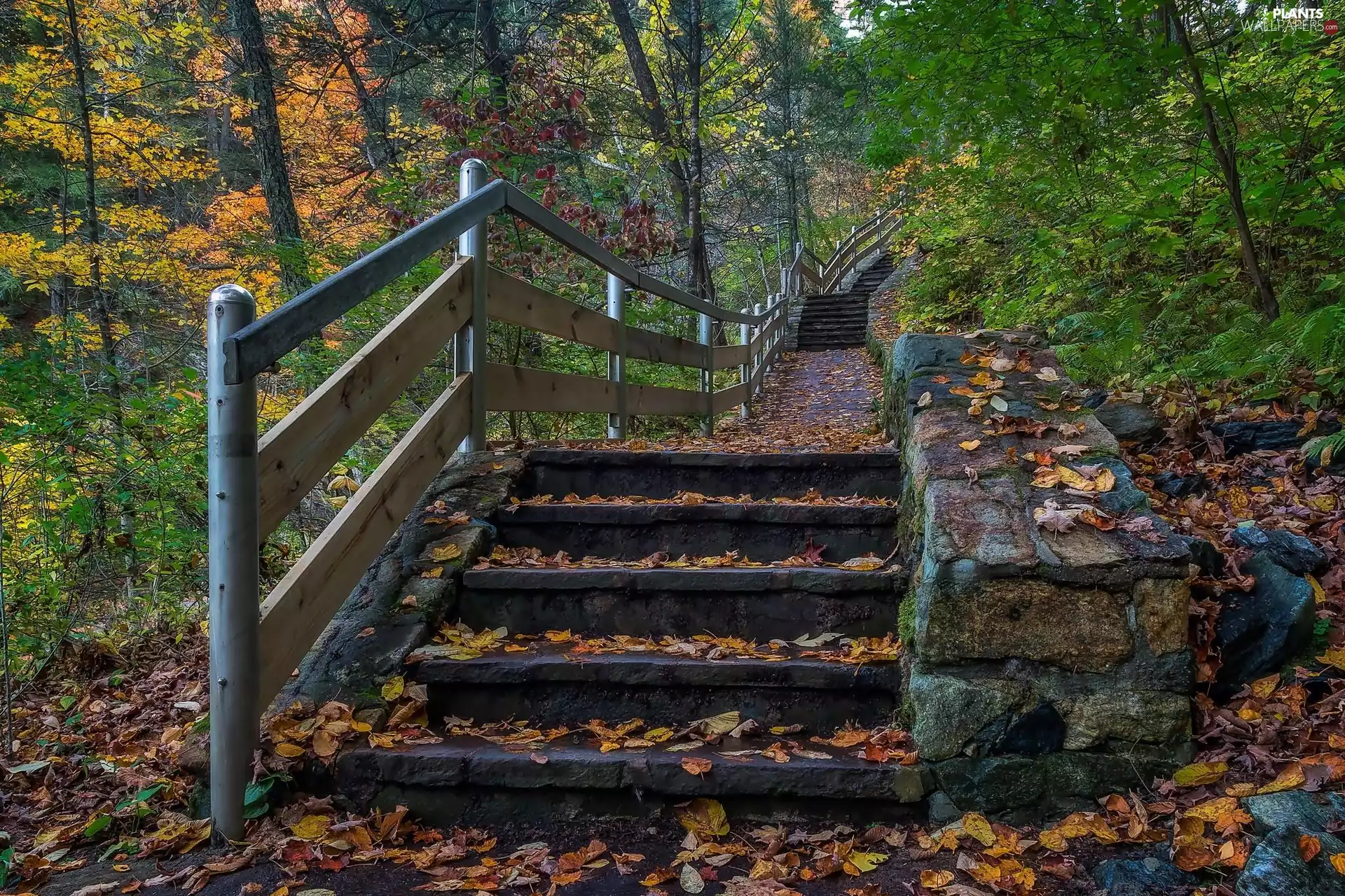 Connecticut, The United States, Kent City, Kent Falls State Park, viewes, autumn, Leaf, trees, Stairs