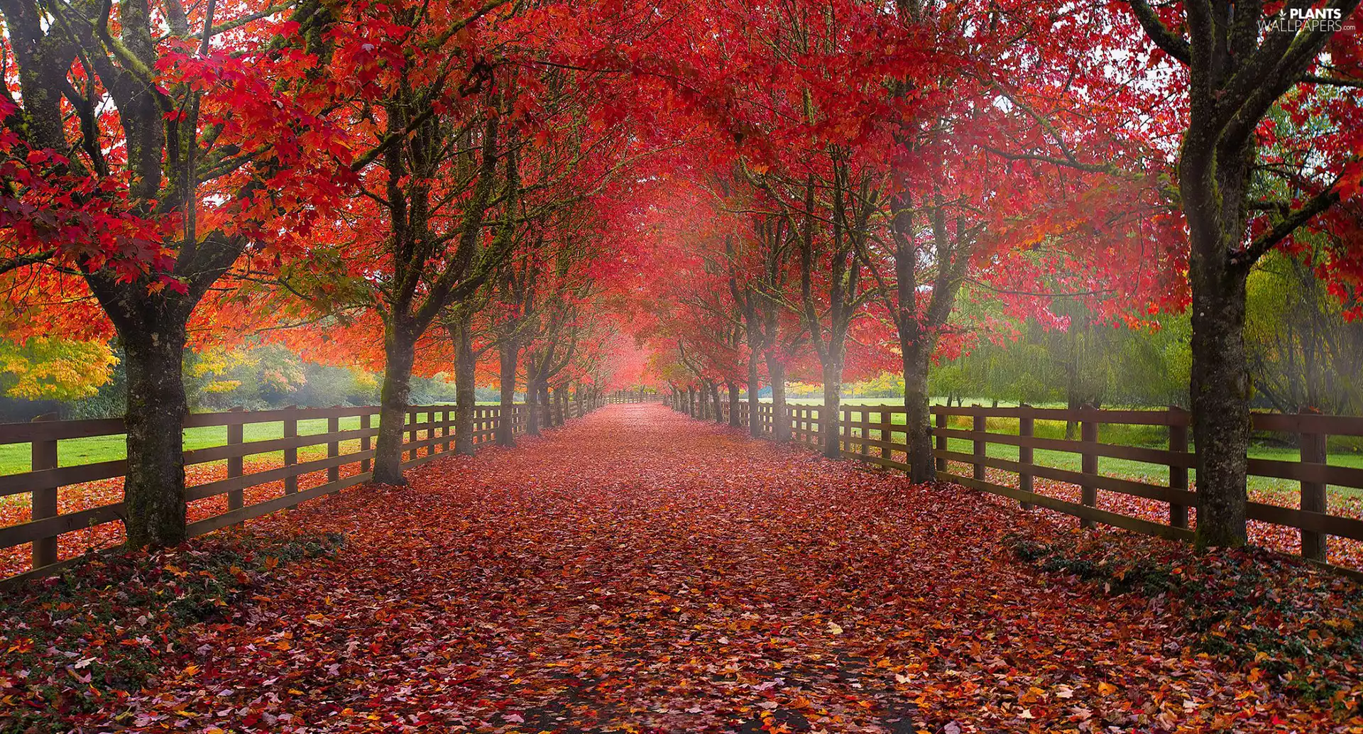 trees, autumn, Leaf, Fance, viewes, alley