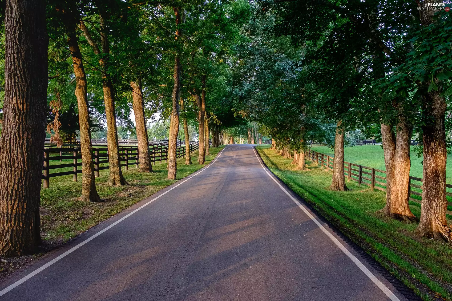 trees, Way, fence, Fance, viewes, Avenues
