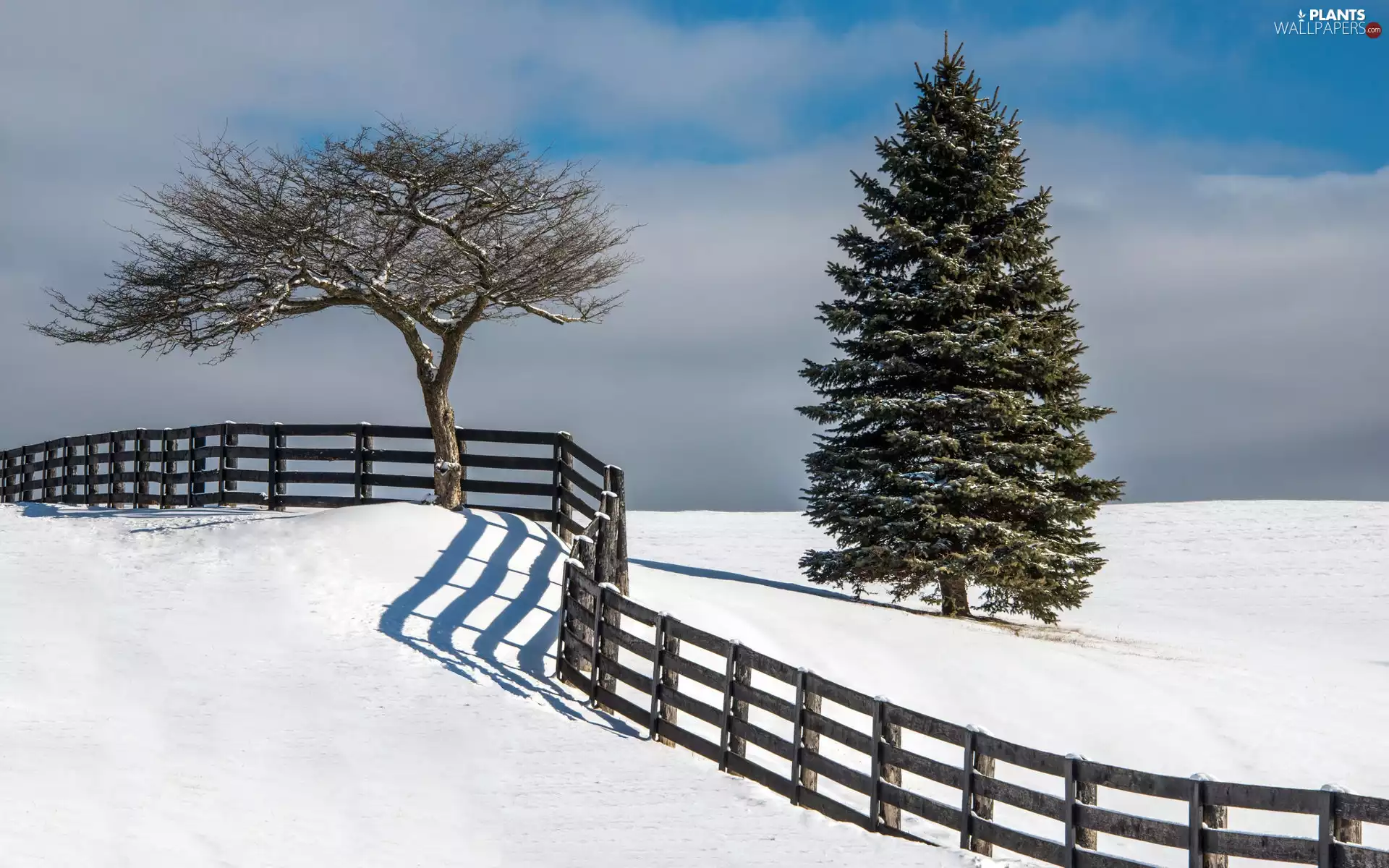 trees, Field, crooked, Two cars, snow, viewes, Fance