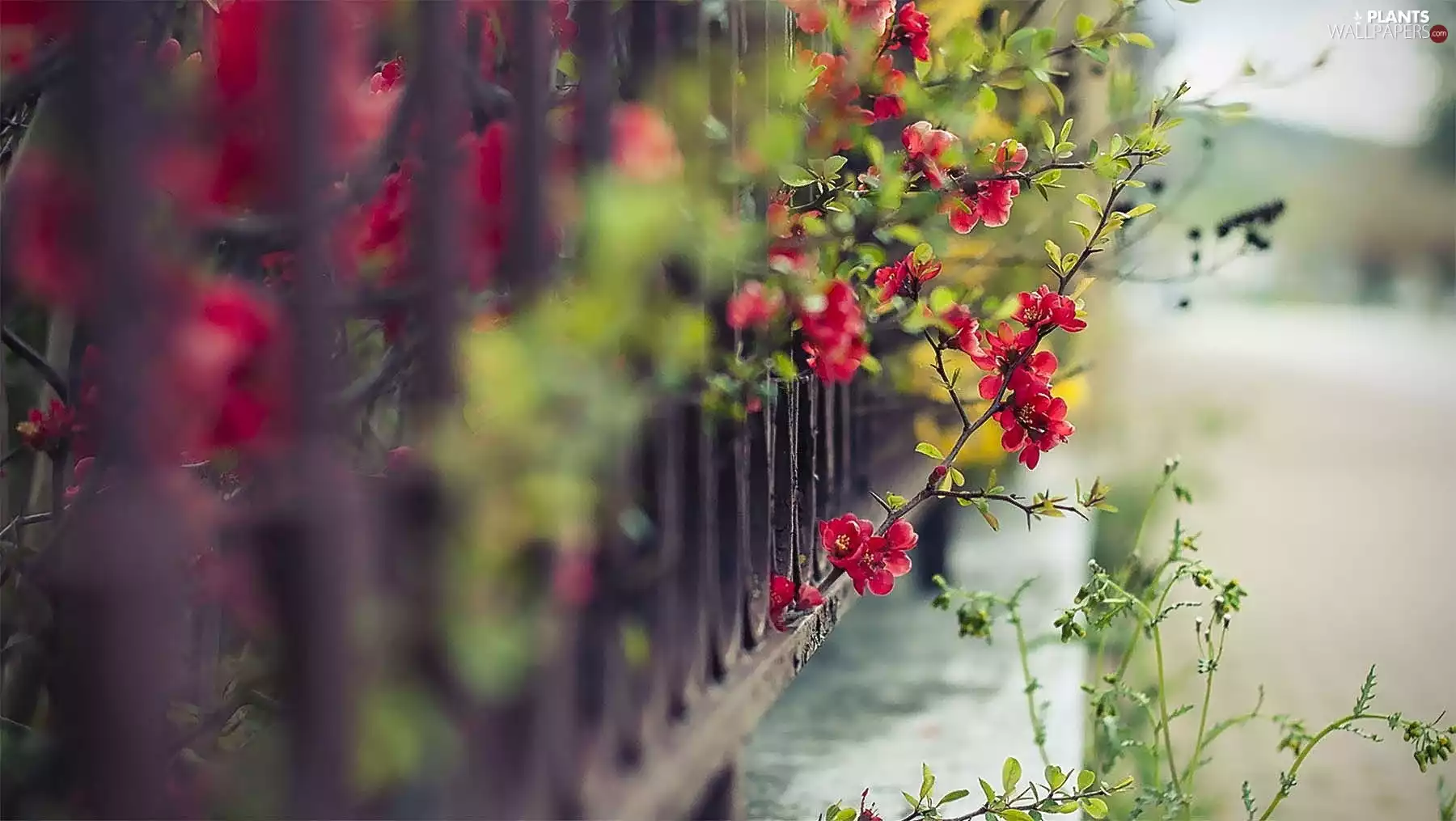 Fance, Bush, Flowers