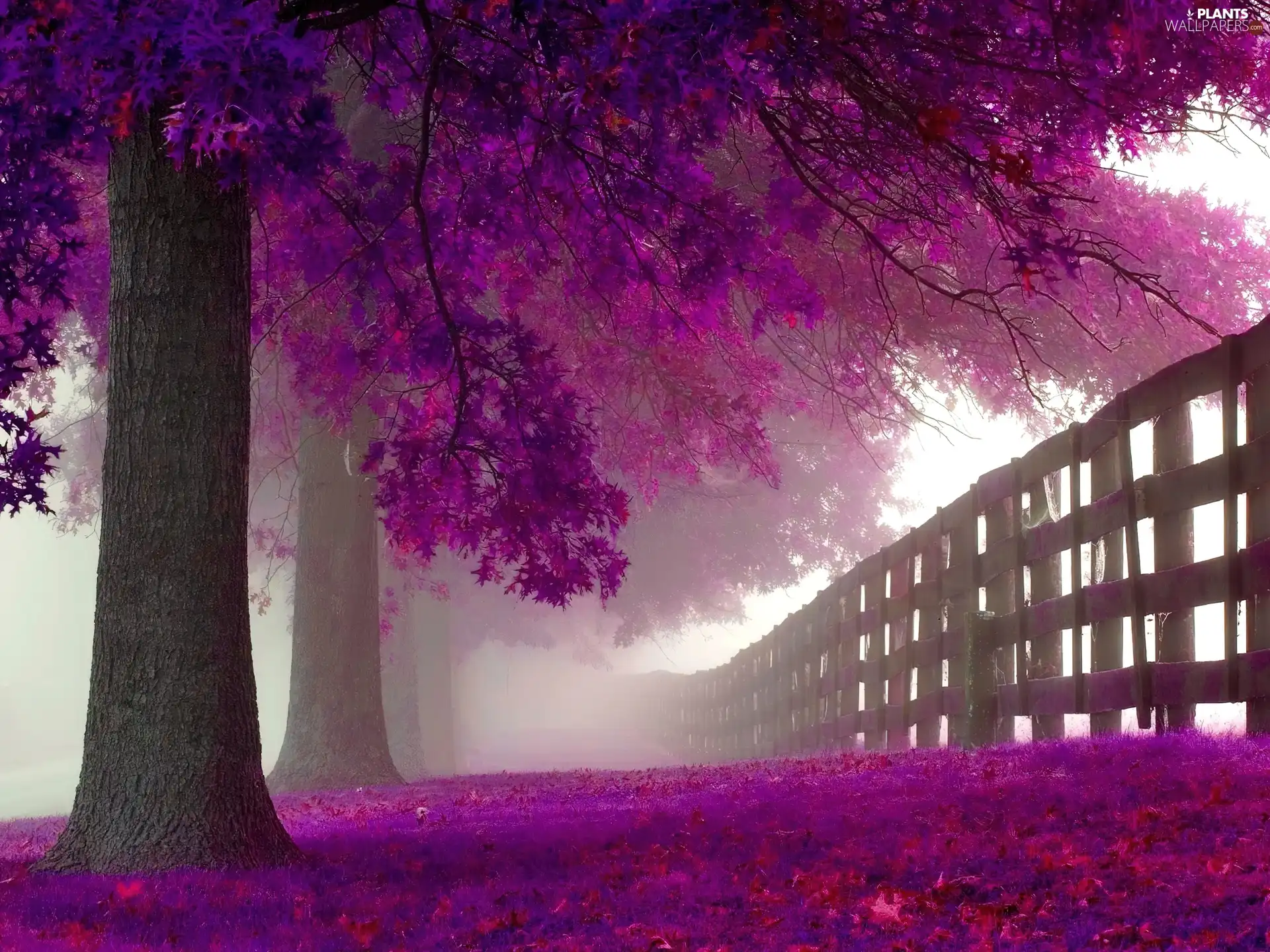 Fance, Fog, viewes, purple, trees