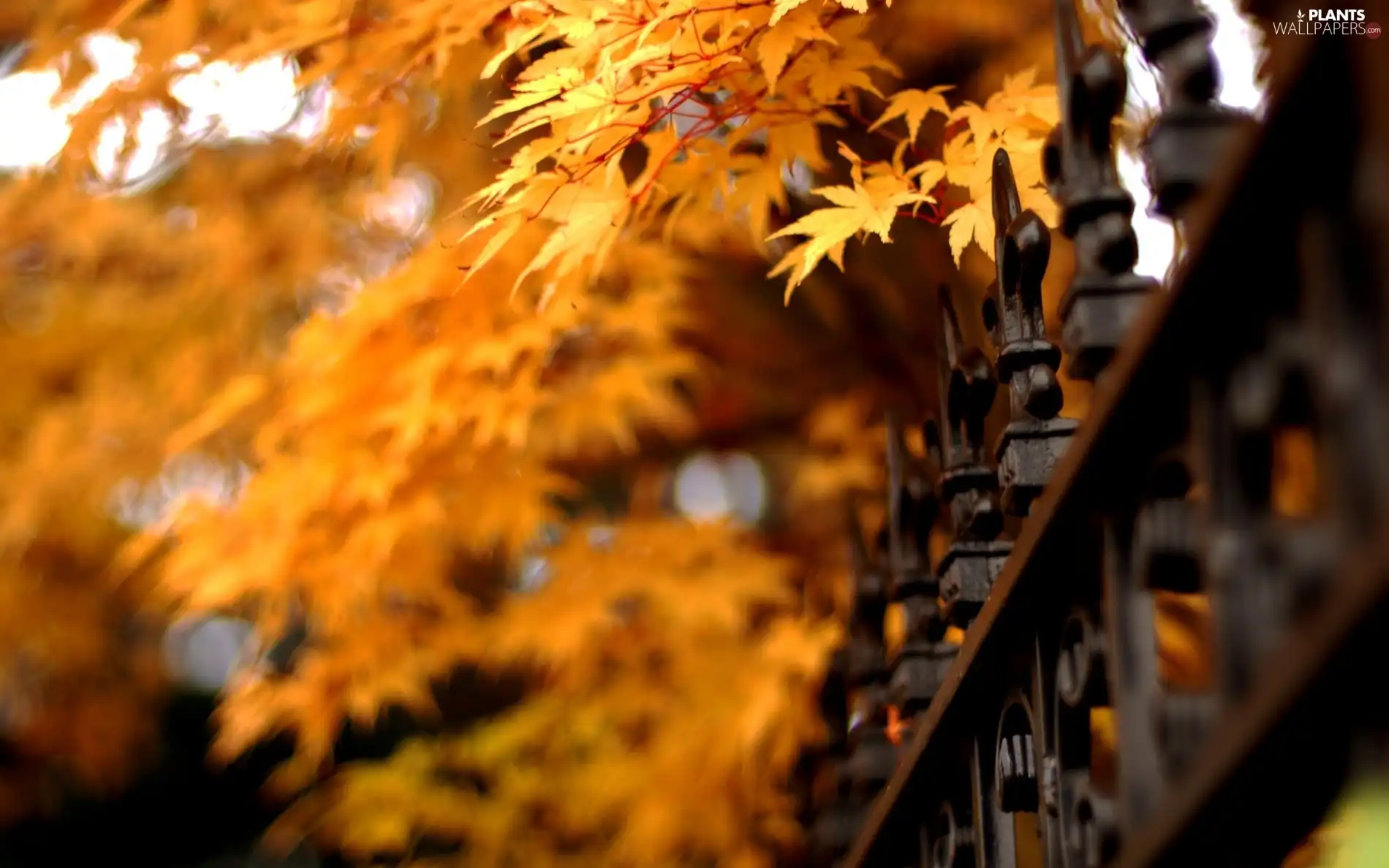 Fance, autumn, Leaf