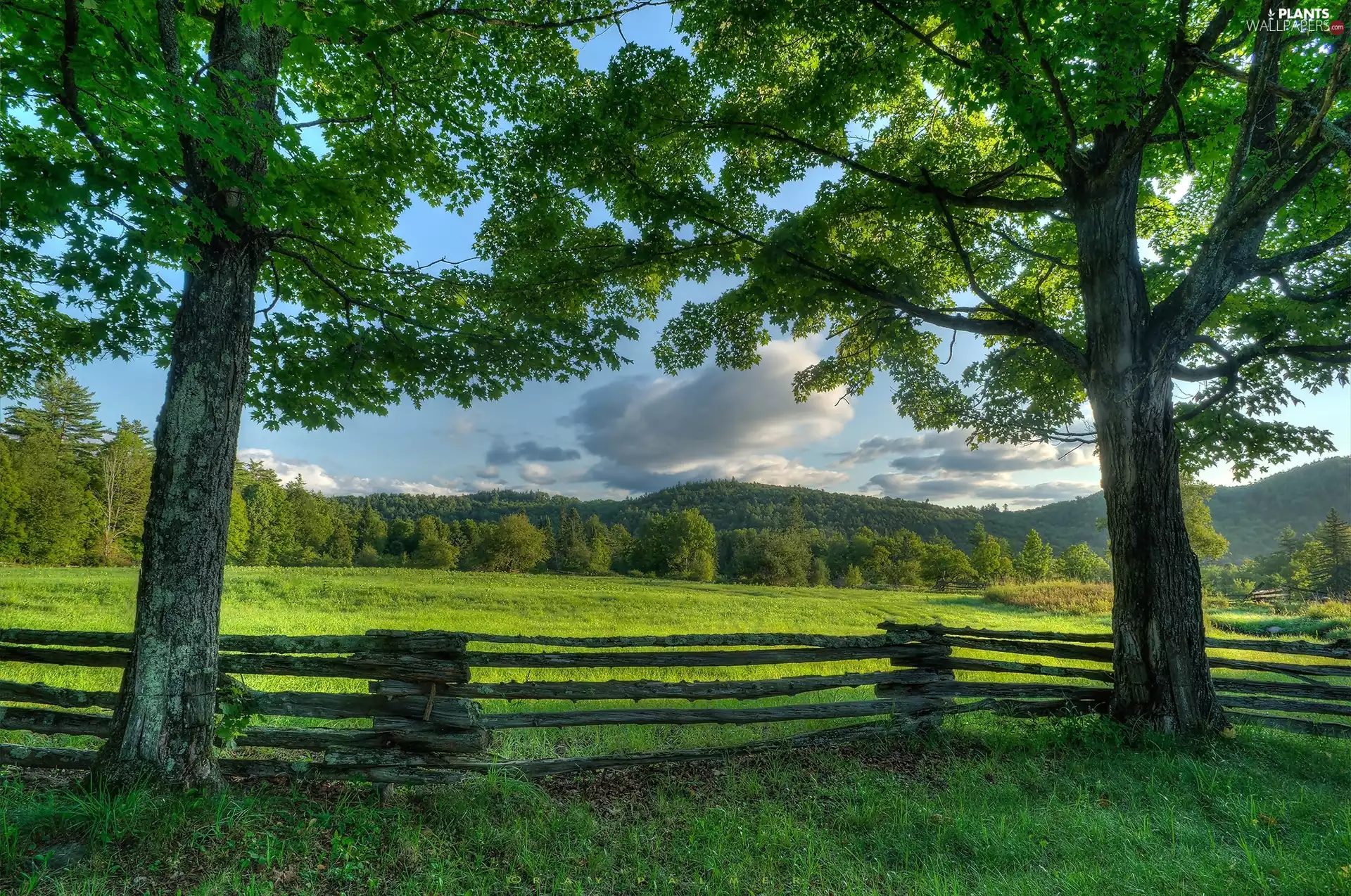 Meadow, trees, viewes, Fance
