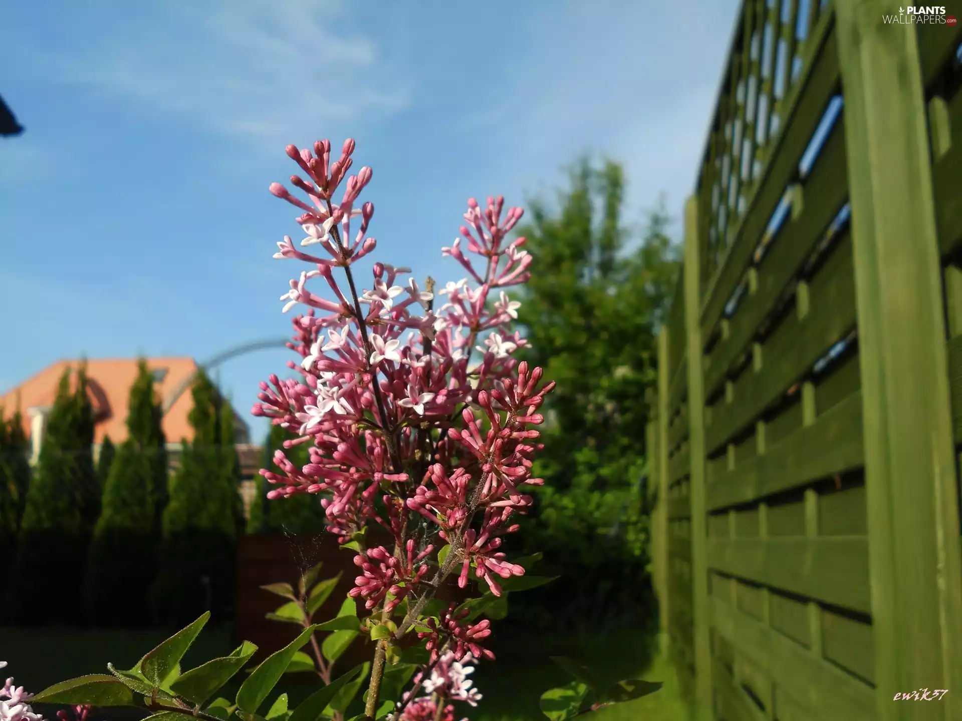 lilac, Fance, Pink, twig, Bush