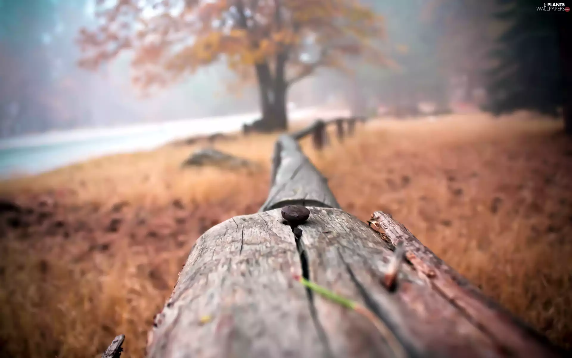 trees, Old car, Fance