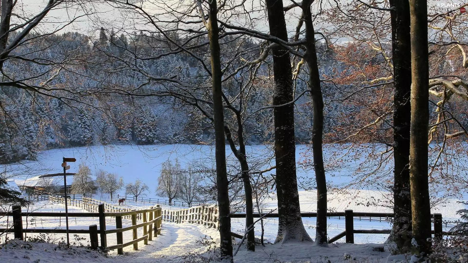 viewes, Way, snow, fence, bloodstock, trees, winter, farm