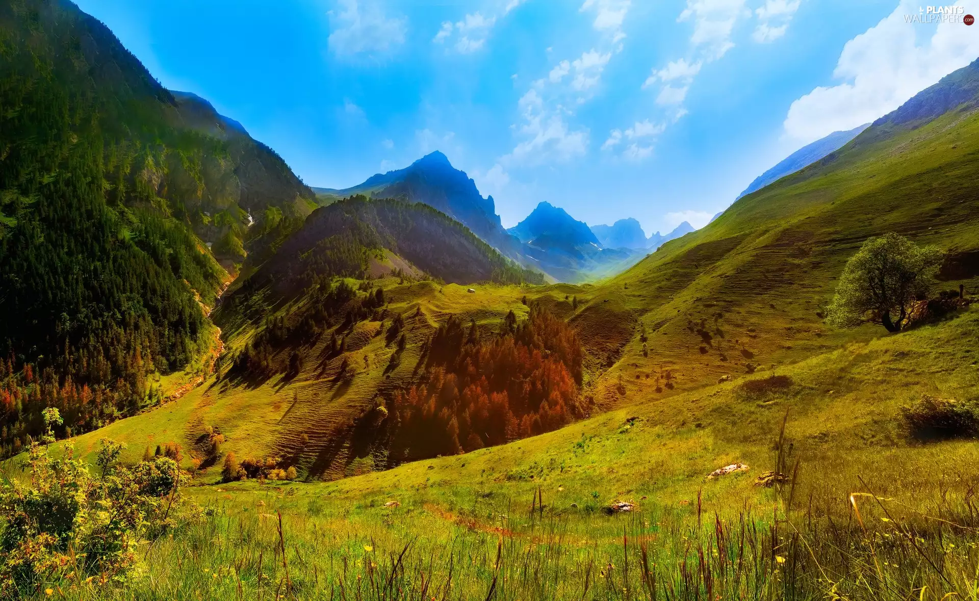 The Hills, Cottian Alps, trees, Colle Faunier Pass, Italy, Mountains, viewes