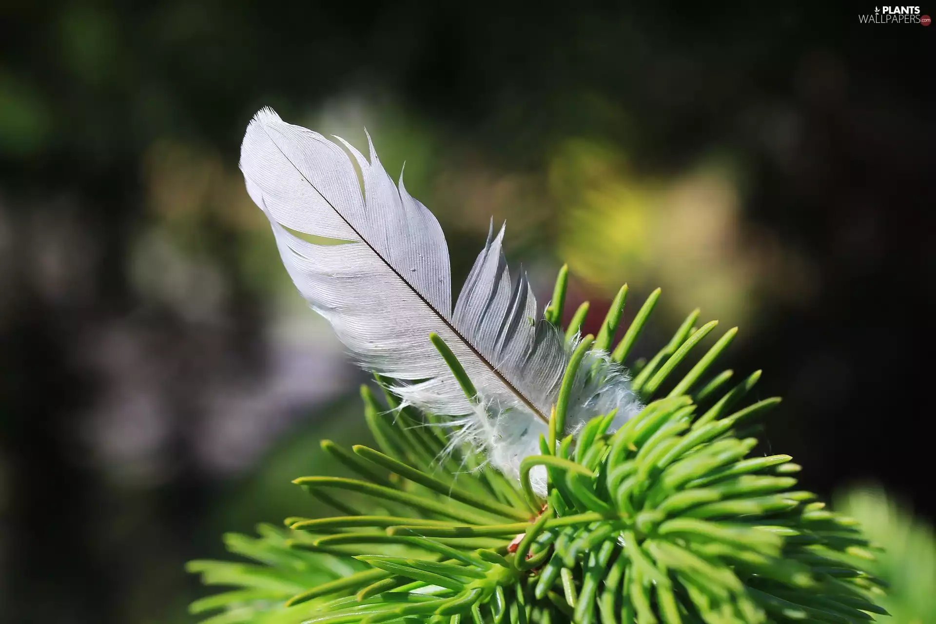 feather, twig, spruce