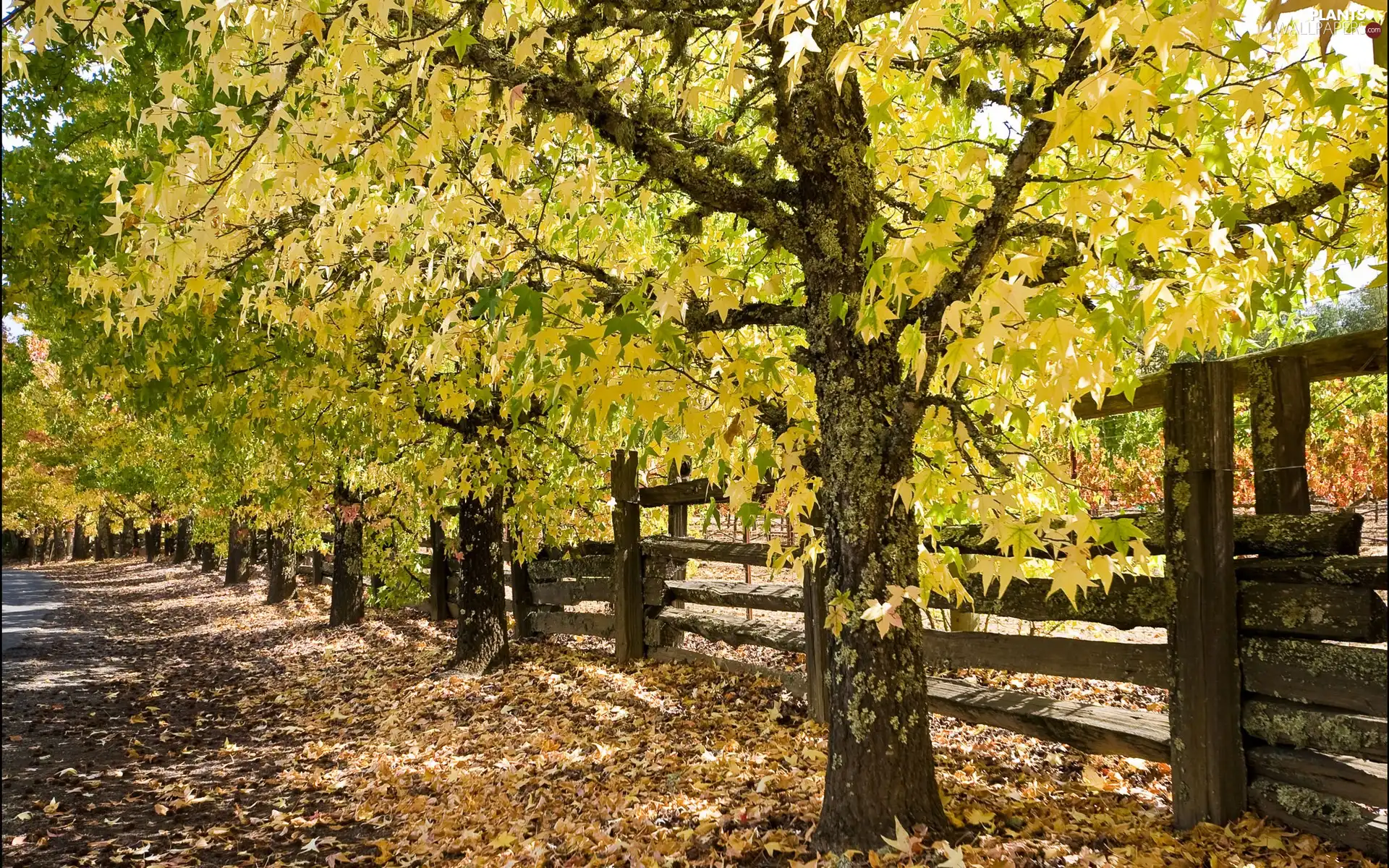 viewes, Way, fence, autumn, Leaf, trees