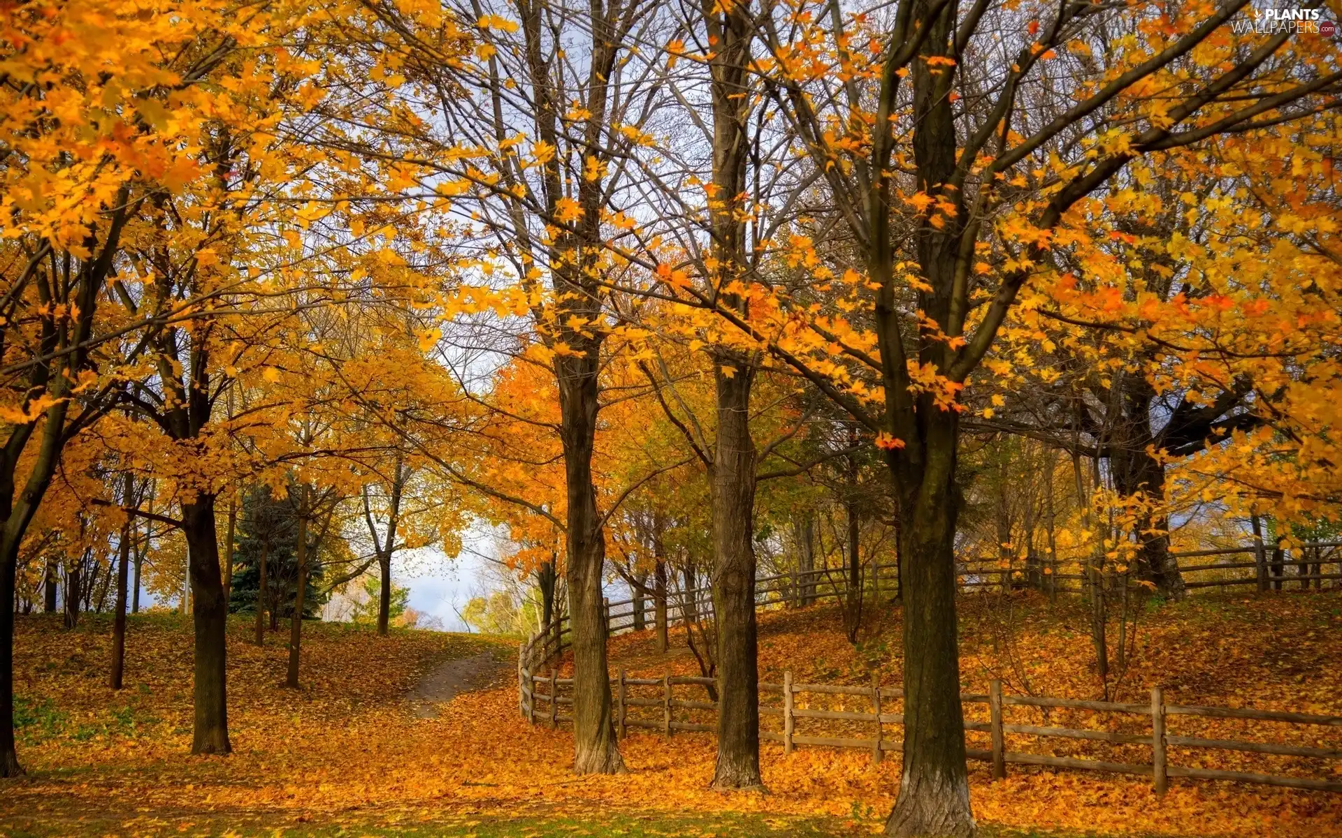 Leaf, trees, Path, viewes, Park, fence, autumn