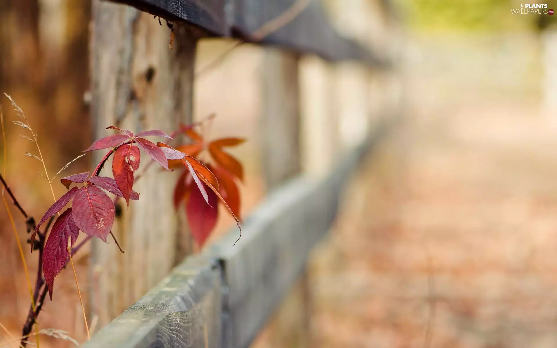 autumn, fence, blurry background, Leaf
