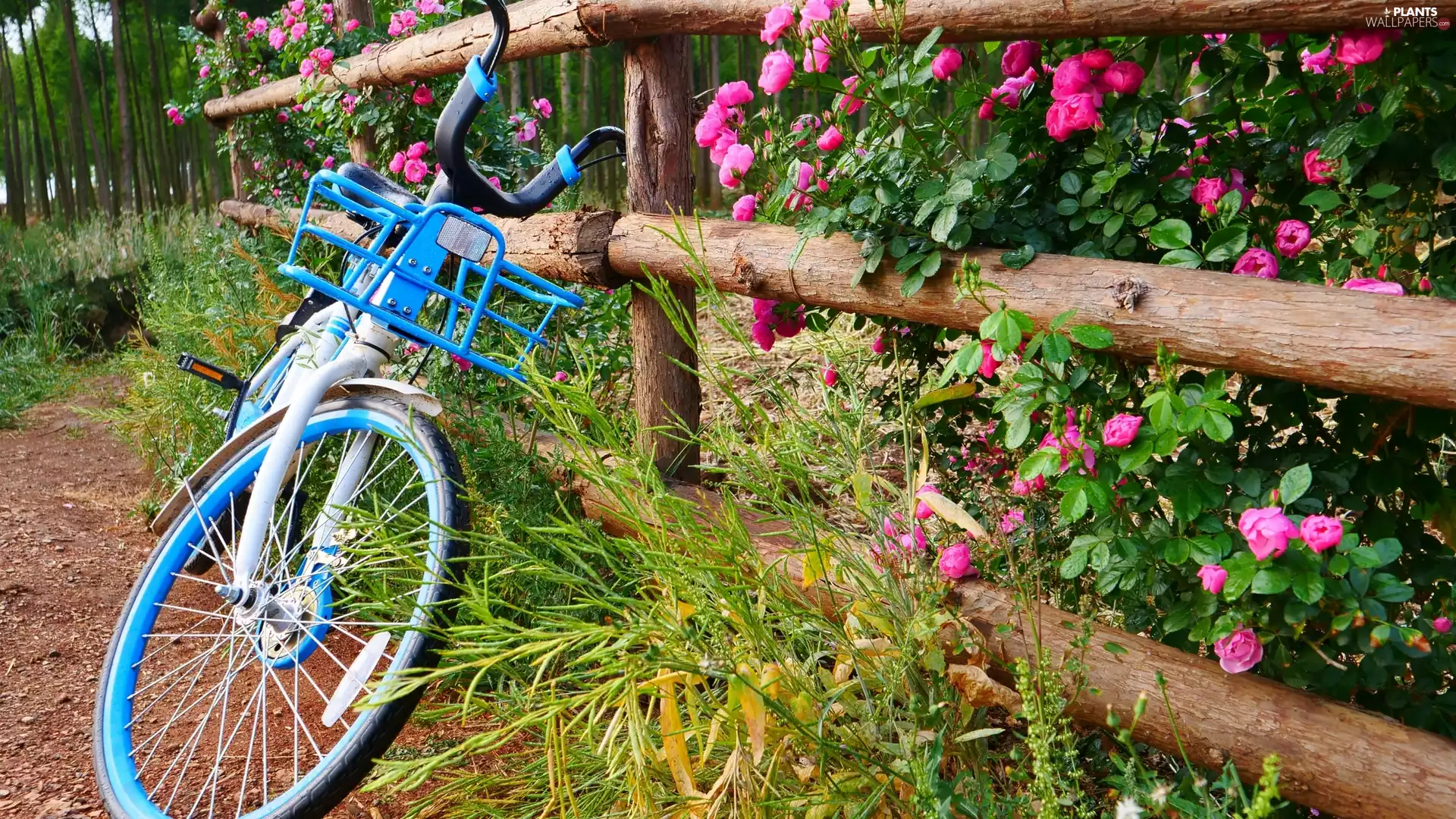 fence, Bike, Briar
