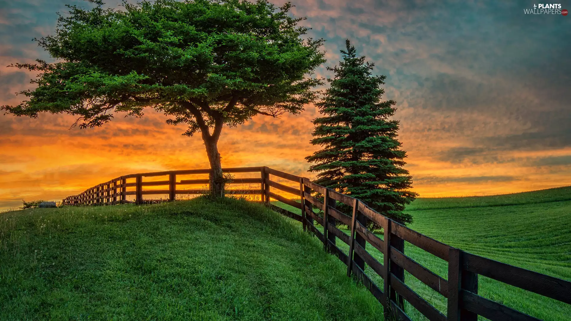 viewes, medows, Fance, fence, Great Sunsets, trees