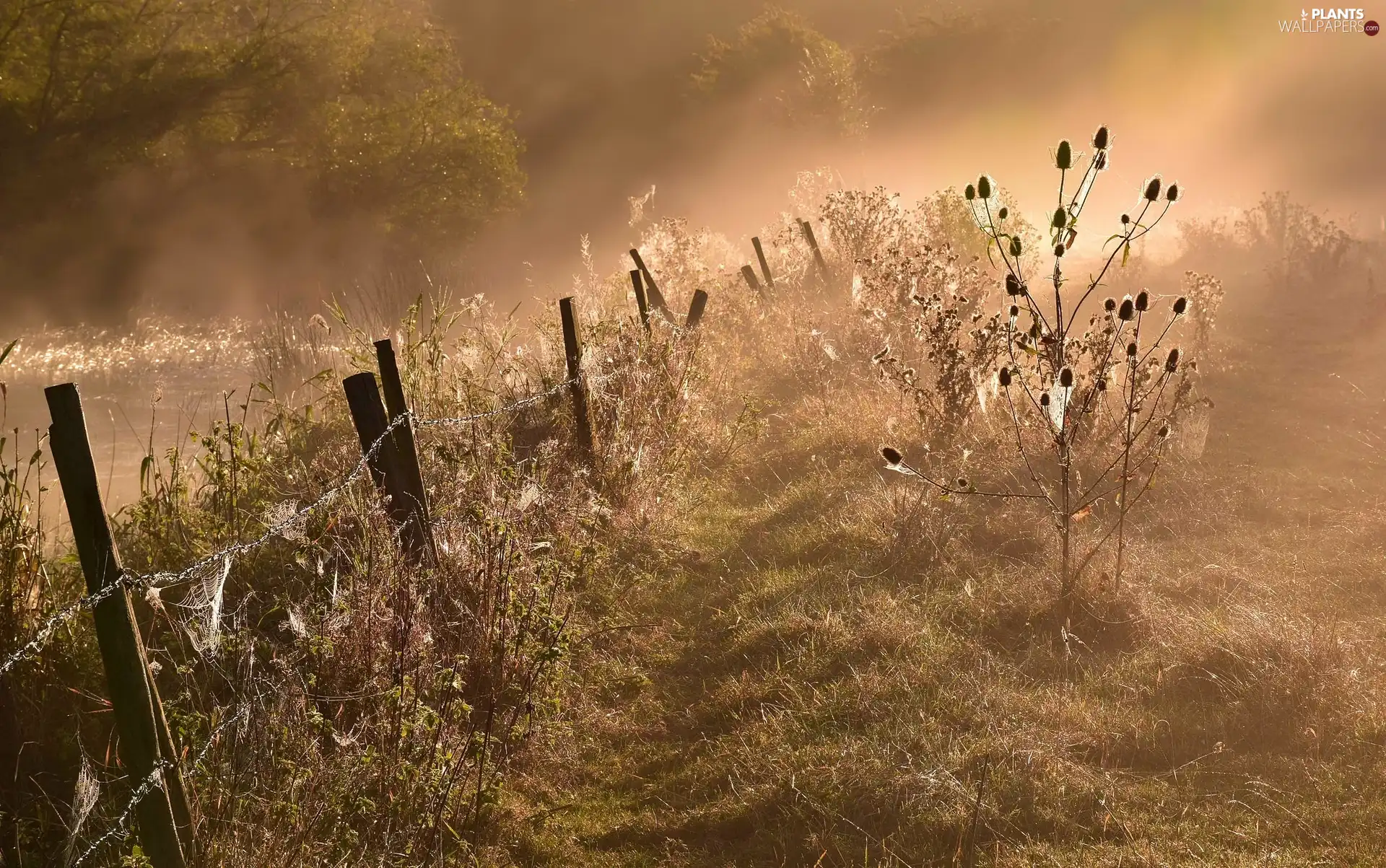 Fog, Plants, fence, grass