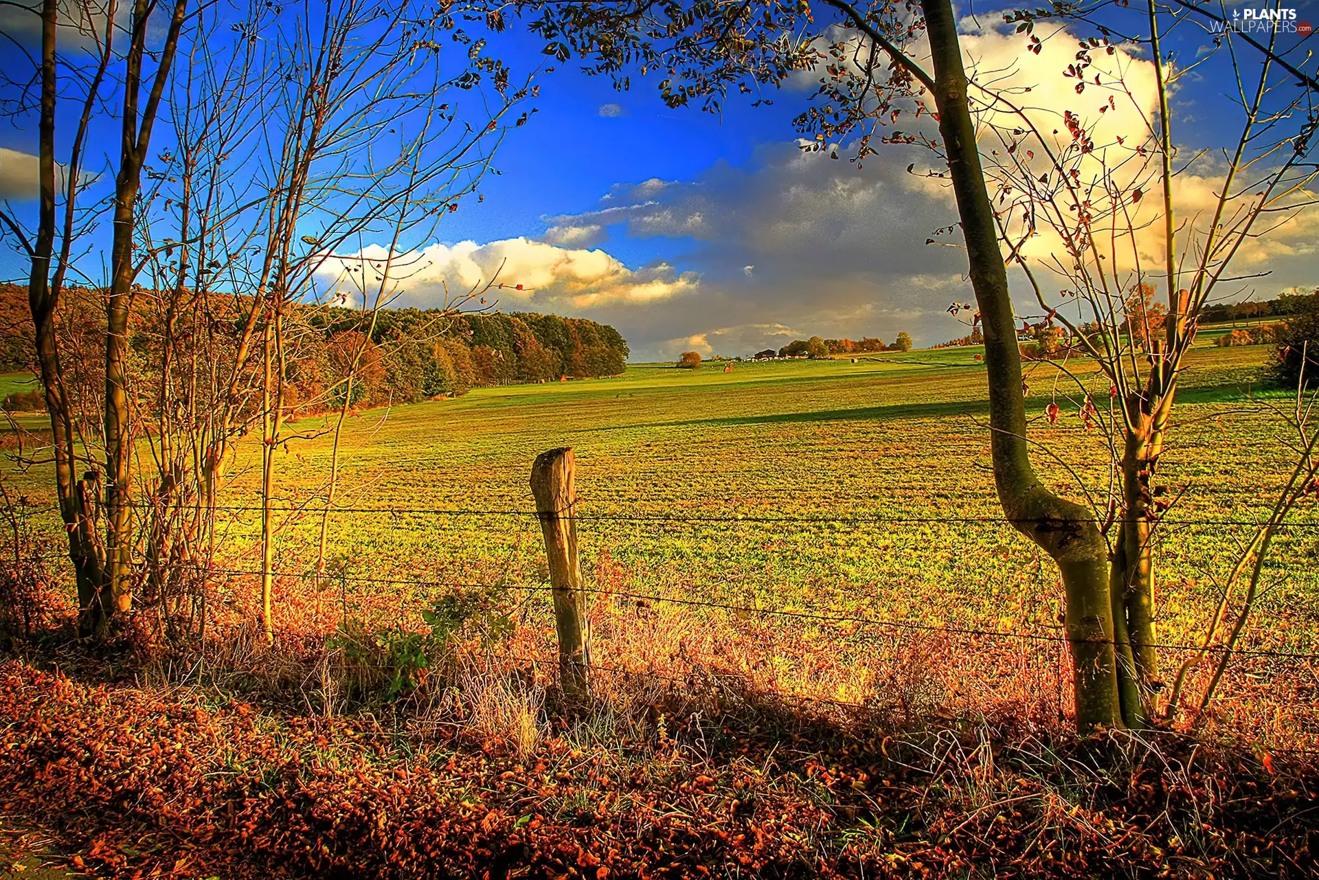 viewes, fence, forest, trees, field