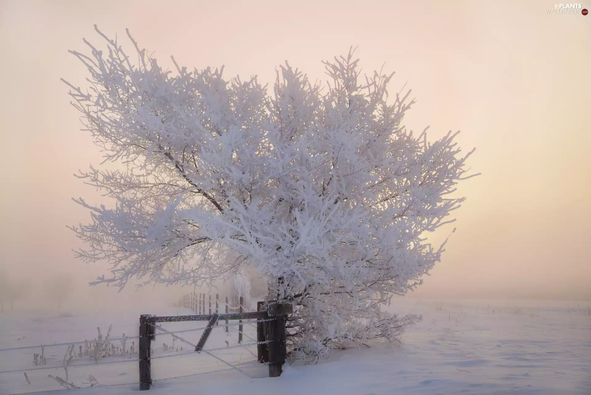 Fog, fence, frosty, trees, winter