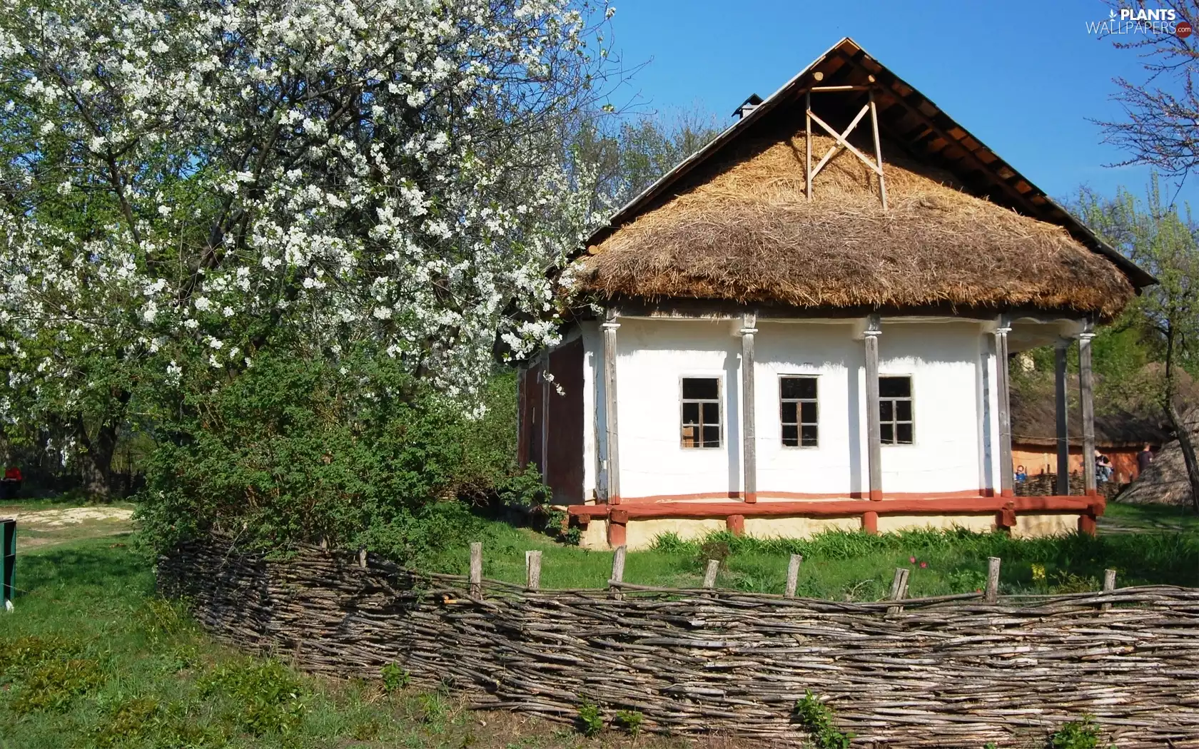 house, flourishing, trees, fence