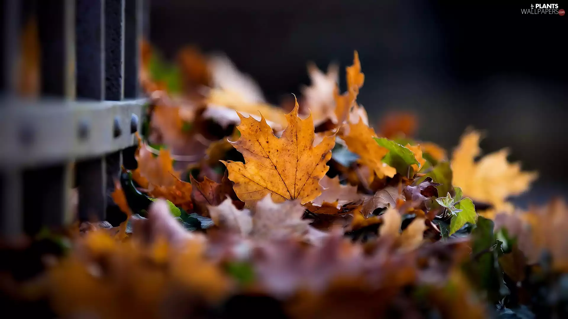 fence, Autumn, Leaf
