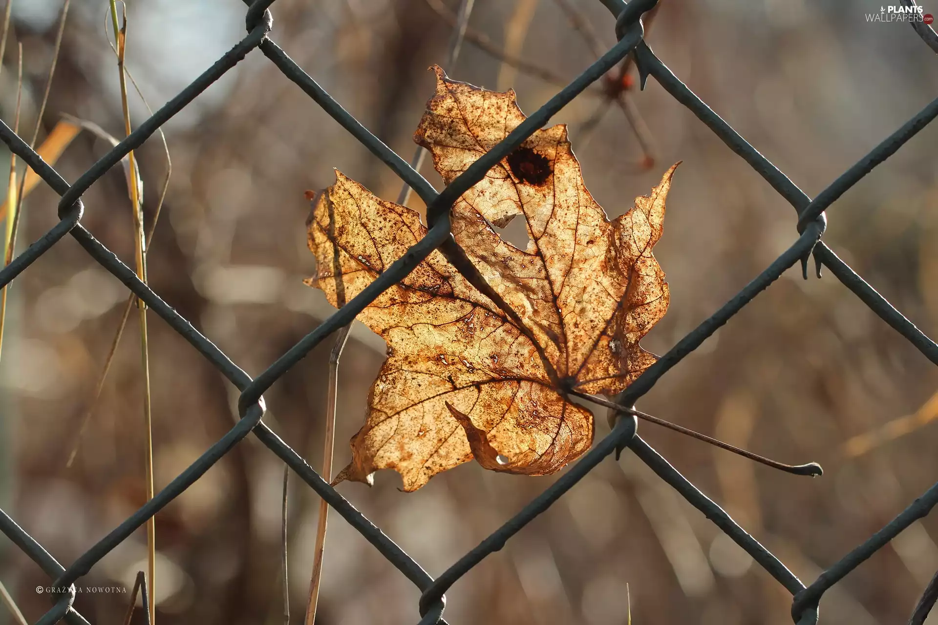 fence, dry, leaf