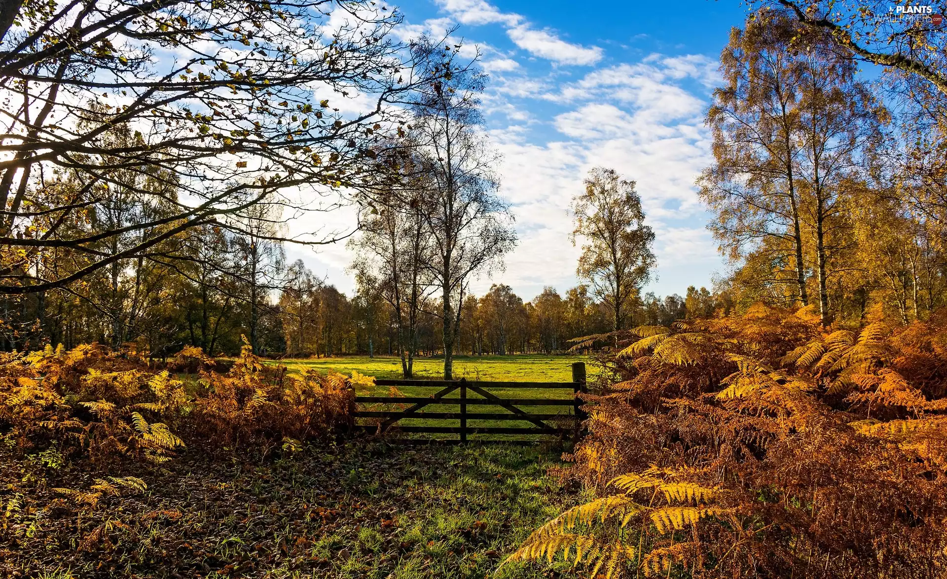 viewes, fence, Meadow, trees, autumn