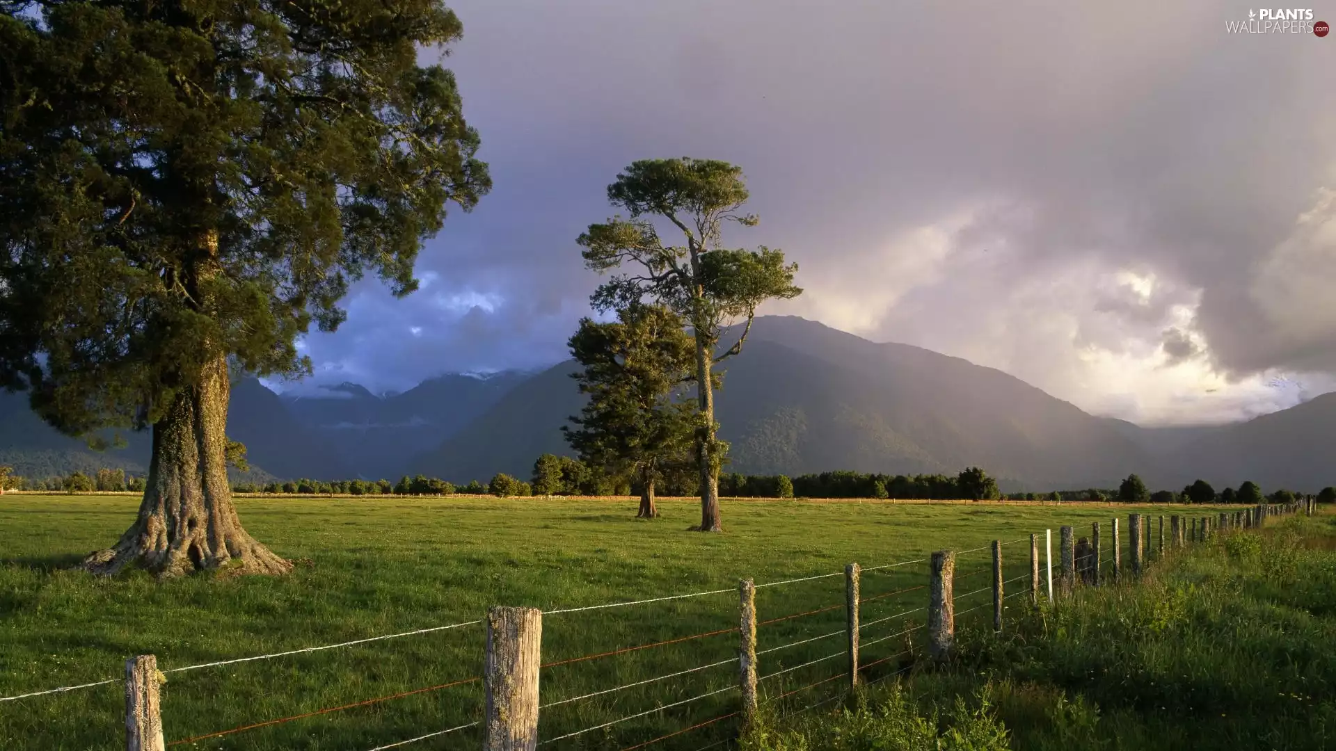 viewes, fence, Meadow, trees, Mountains