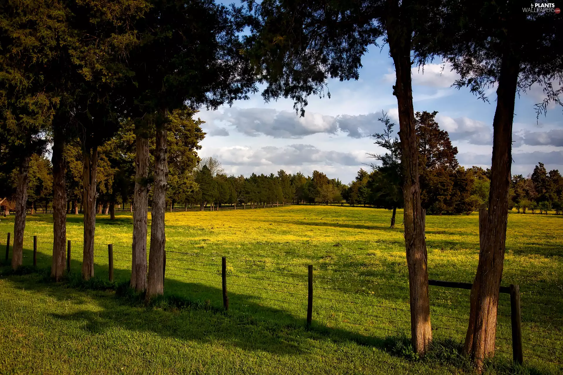 Meadow, trees, viewes, fence