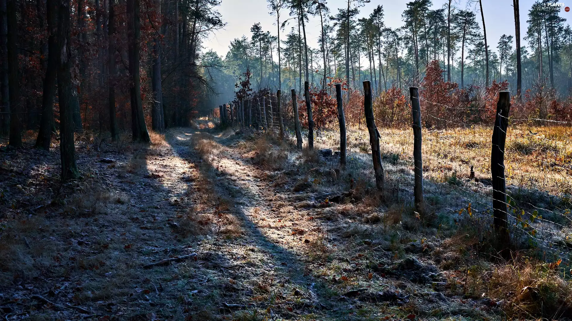 viewes, Way, light breaking through sky, fence, morning, trees, forest, hoarfrost