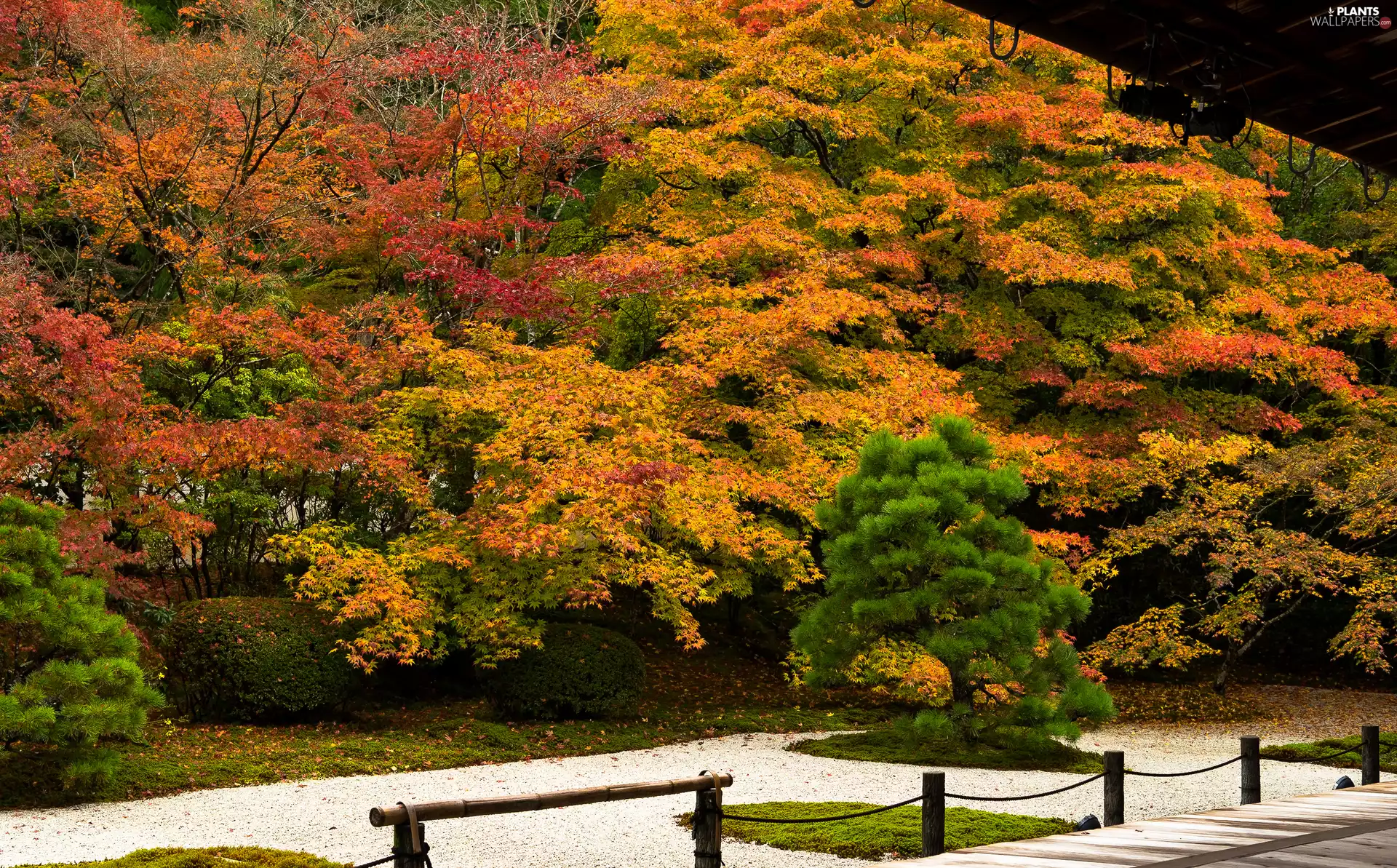 viewes, fence, Park, trees, autumn