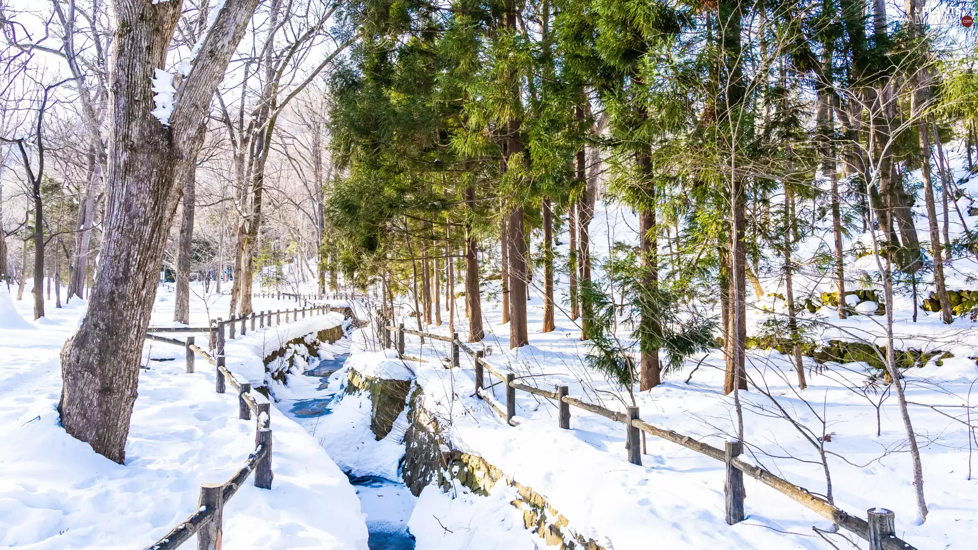 trees, winter, flux, fence, viewes, snow