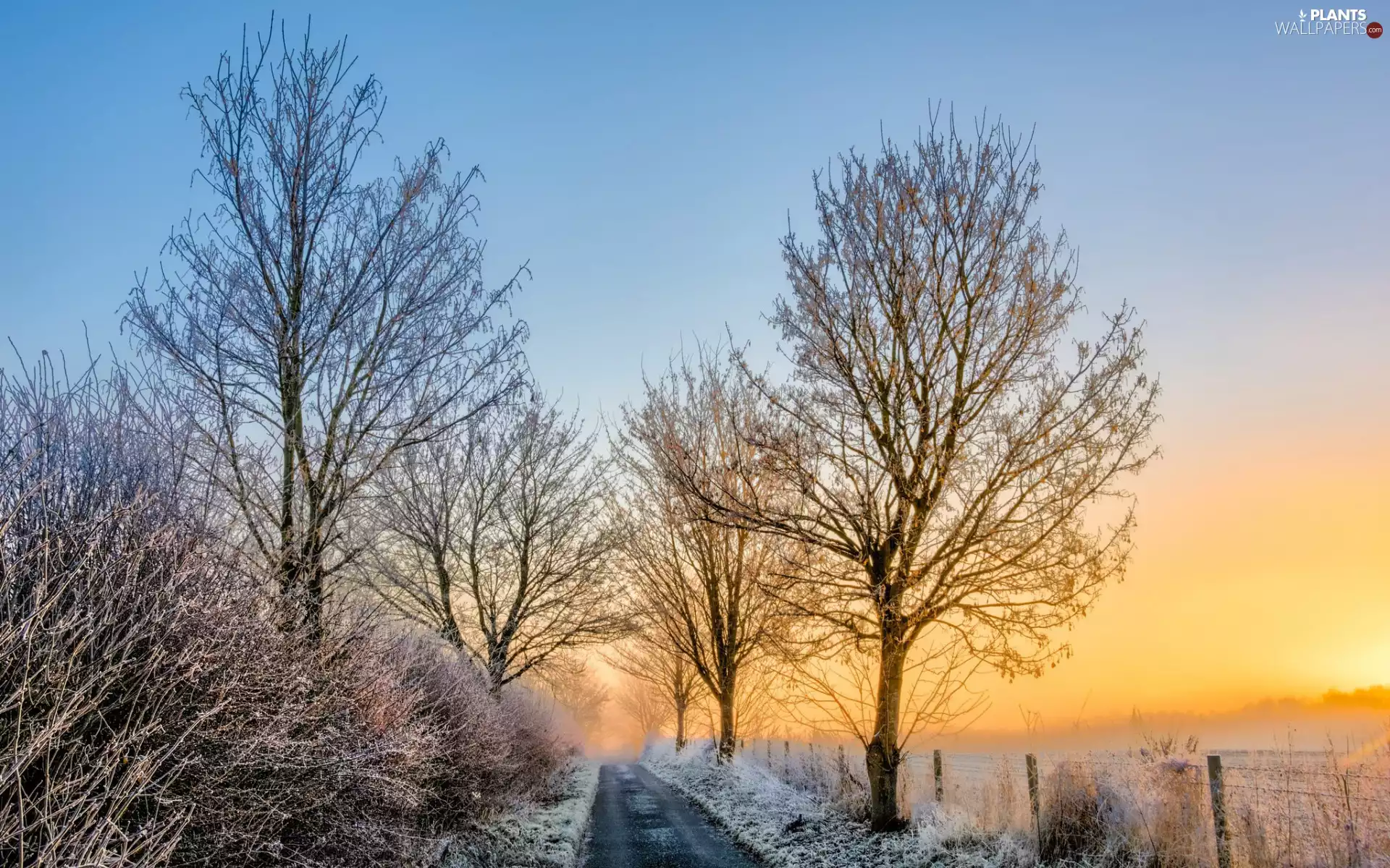 fence, Way, trees, morning, viewes, winter, frosty, Fog, snow, Bush