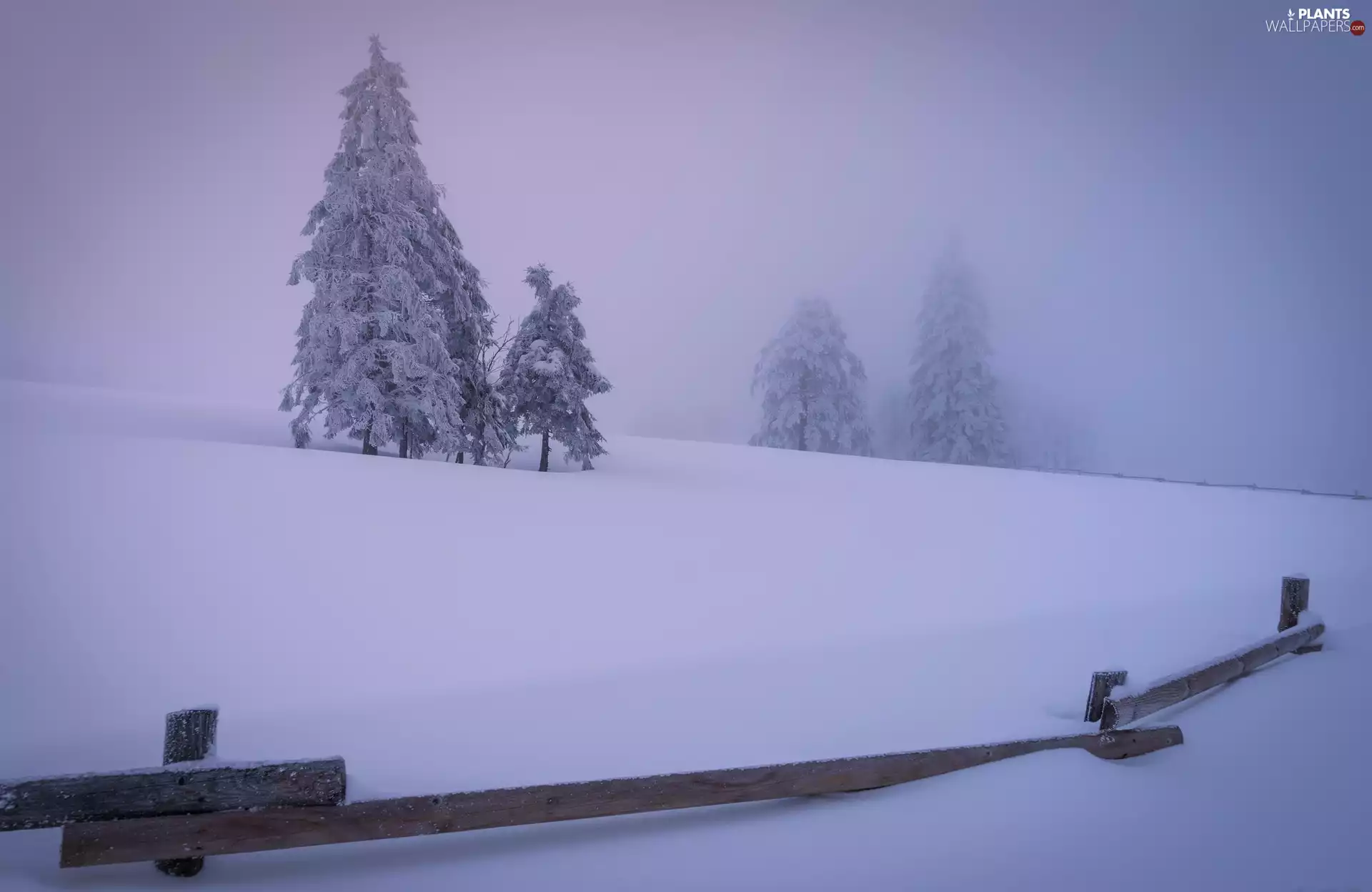 trees, winter, Fog, fence, viewes, Snowy