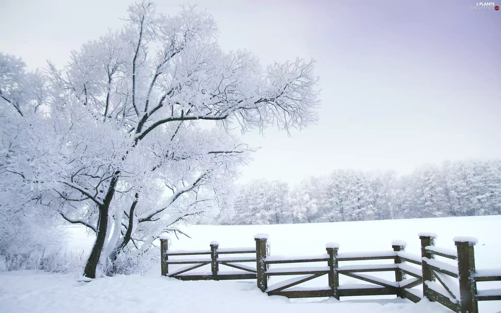 viewes, fence, Snowy, trees, winter